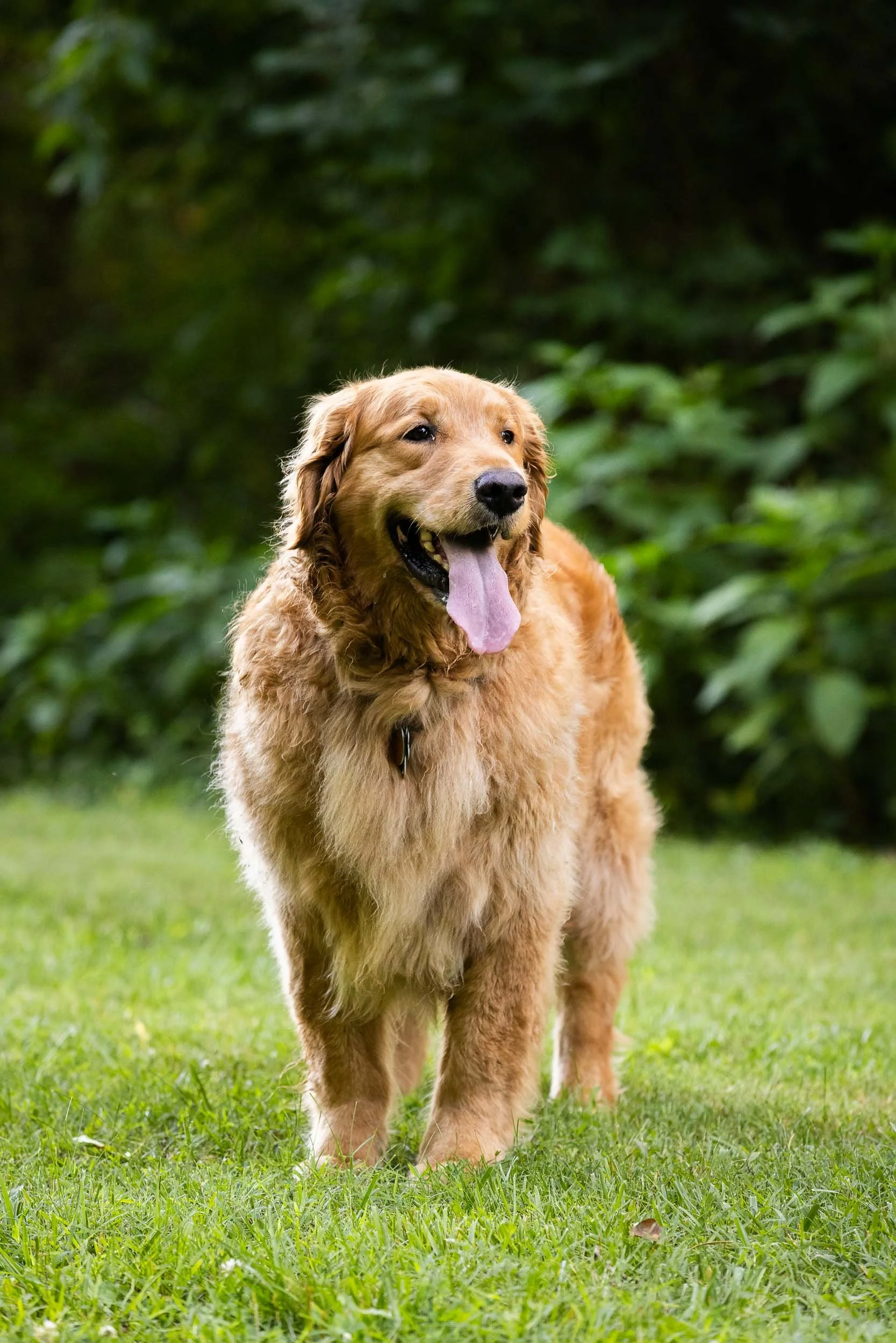 kiska_lundy_goldens_alexandria_va-11.jpg