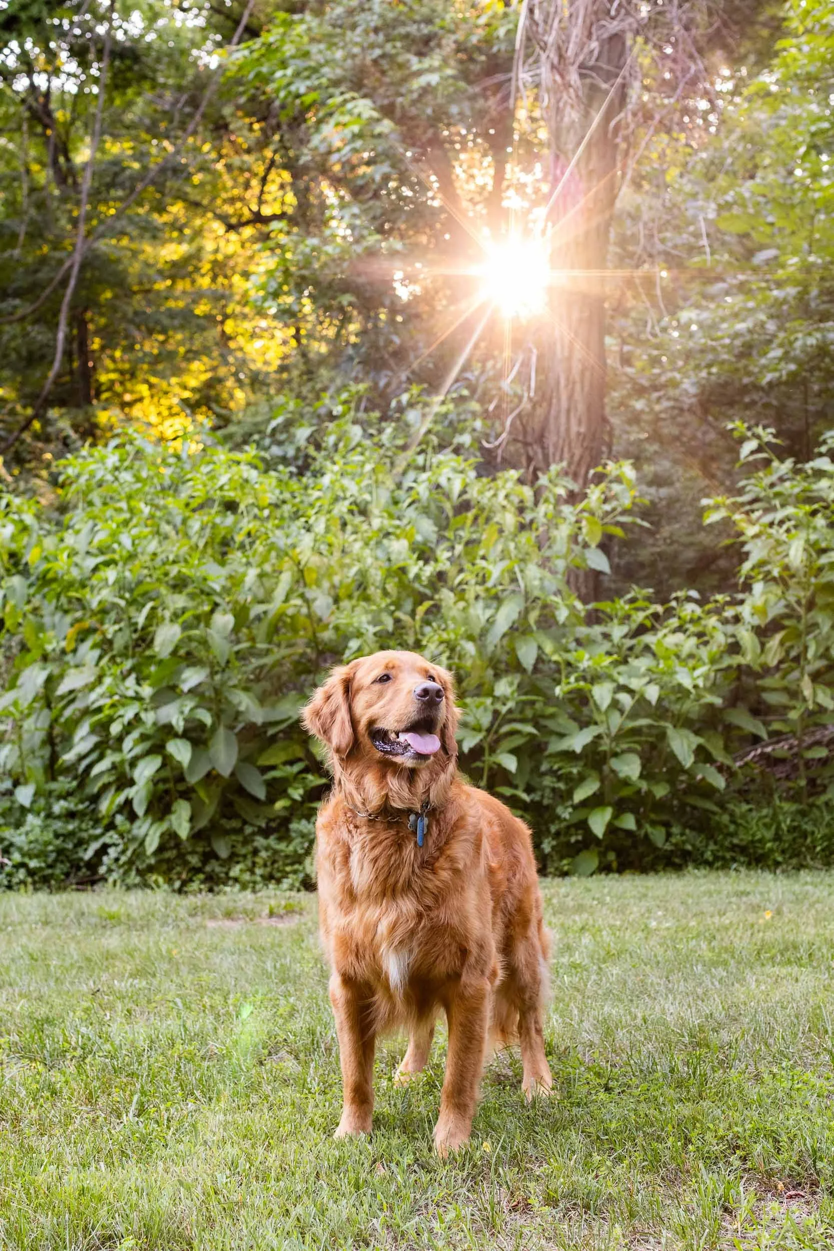 kiska_lundy_goldens_alexandria_va-12.jpg