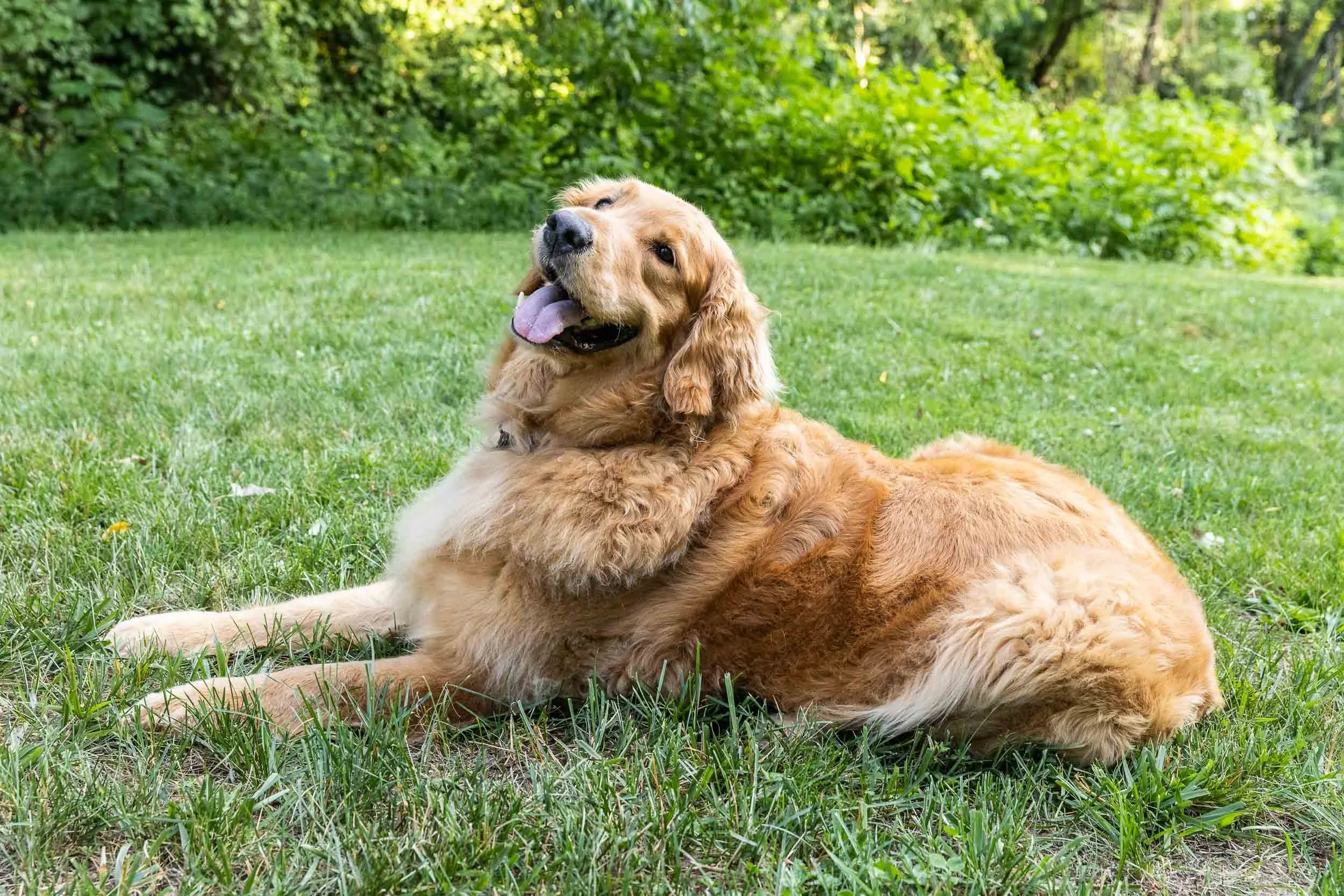 kiska_lundy_goldens_alexandria_va-13.jpg