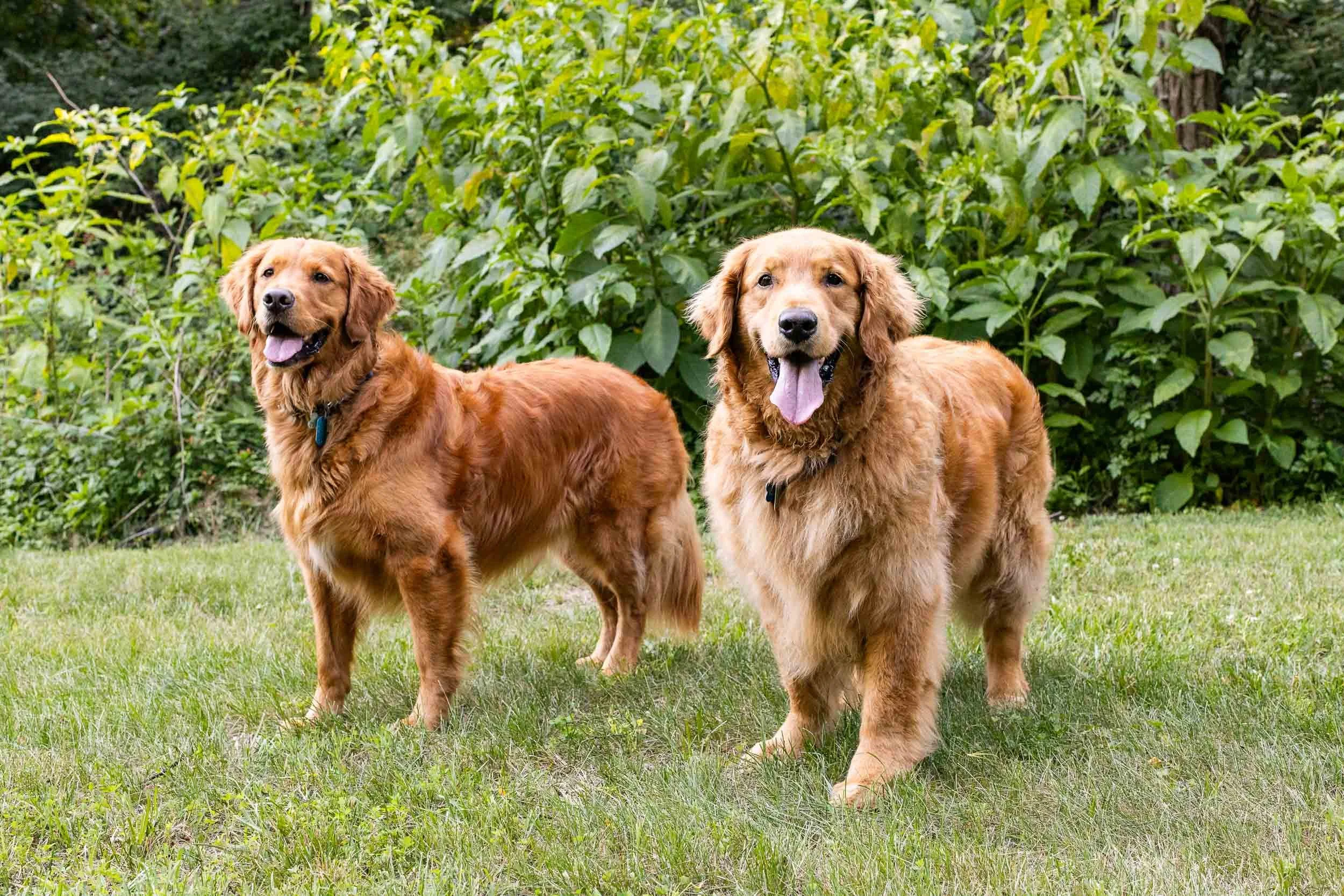 kiska_lundy_goldens_alexandria_va-15.jpg