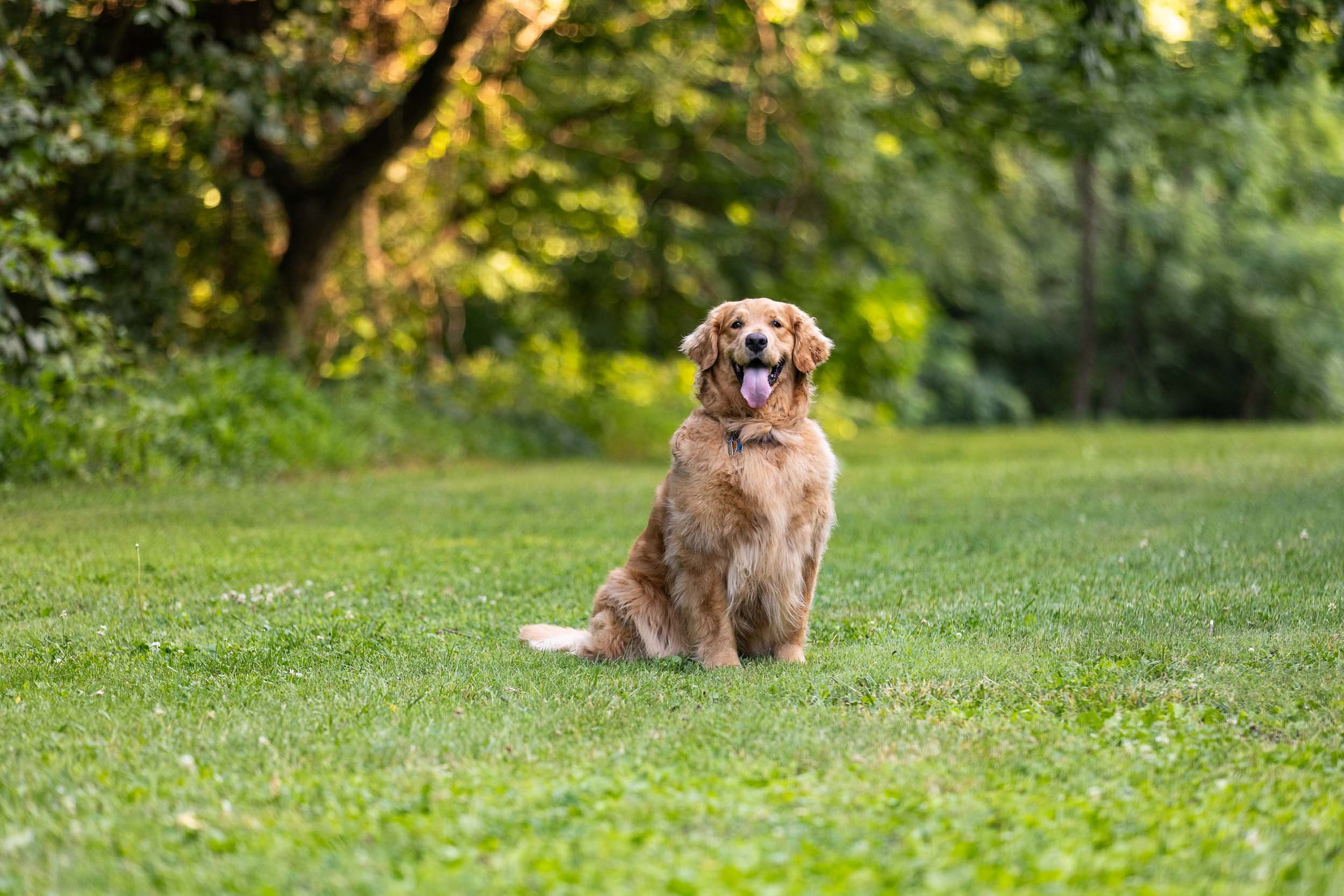 kiska_lundy_goldens_alexandria_va-16.jpg