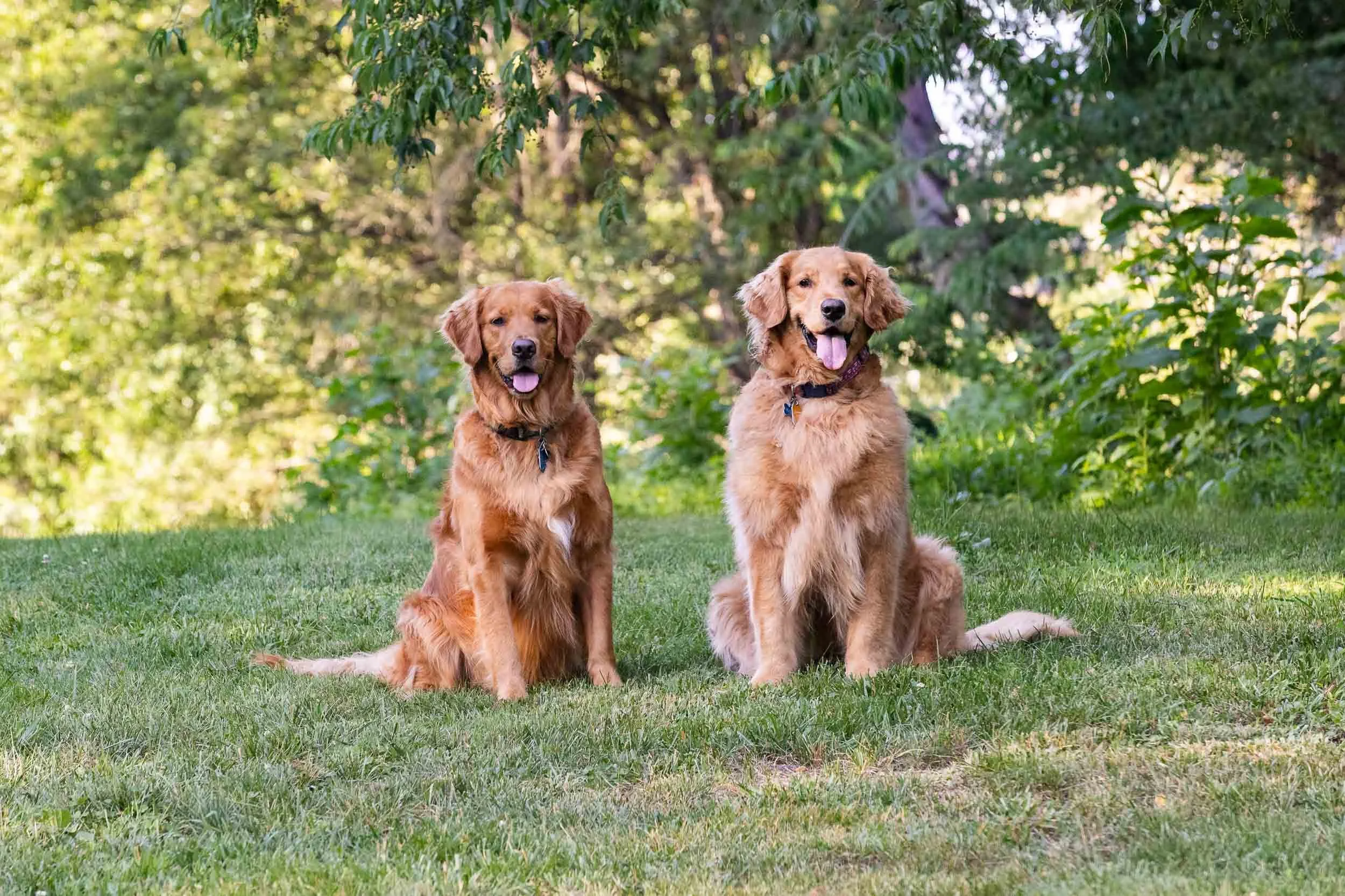 Kiska and Lundy on the Hill