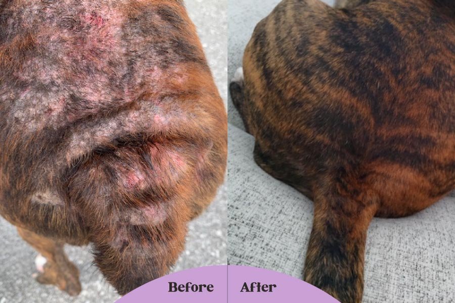 Dog Hotspot: The Dog Owner's Ultimate Guide to Canine Acute Moist  Dermatitis — Lavengel