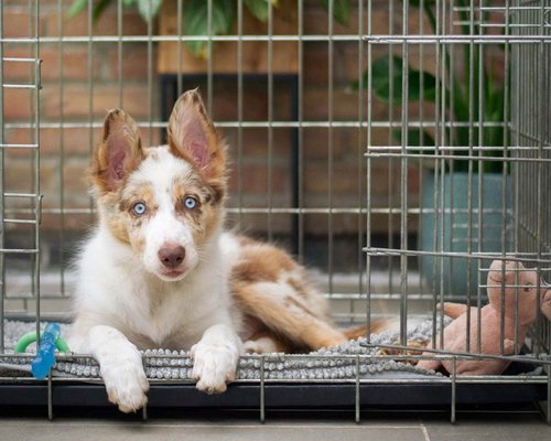Voluntary Crate Training for Dogs, Part 1 — Lavengel