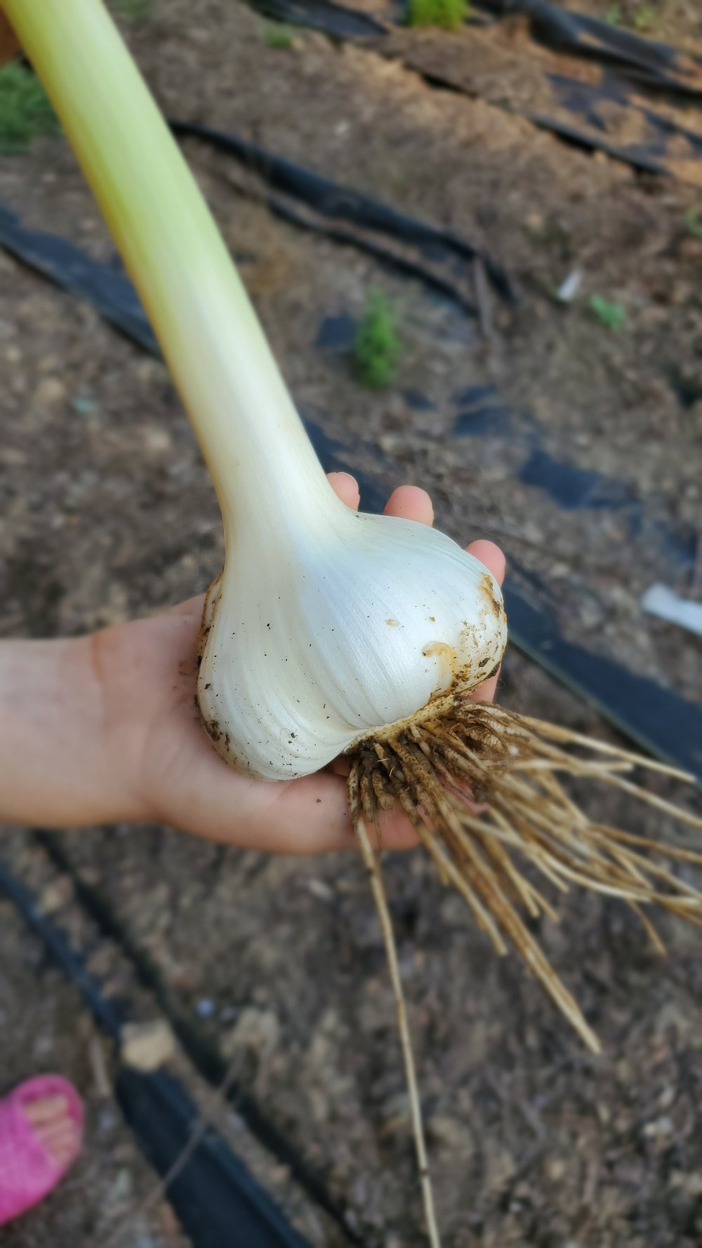 Elephant Garlic (Cloves for Planting)  Southern Seed Garlic