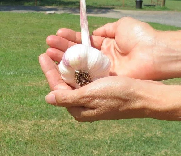 Inchelium_Red_Garlic_for_Sale_2.JPG