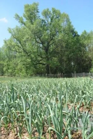 Is My Garlic Ready to Harvest?