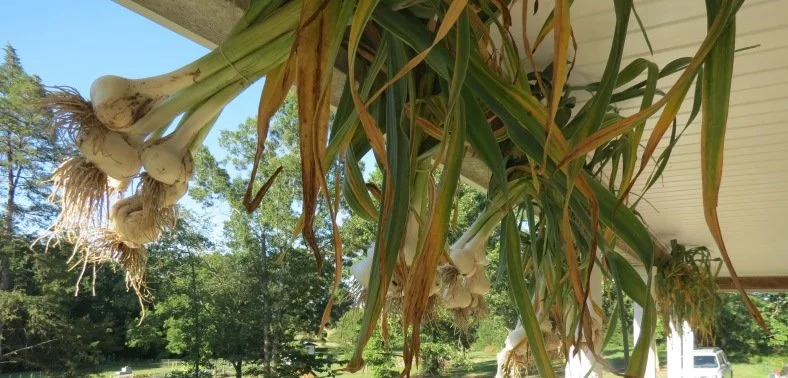 How to Harvest and Cure Garlic