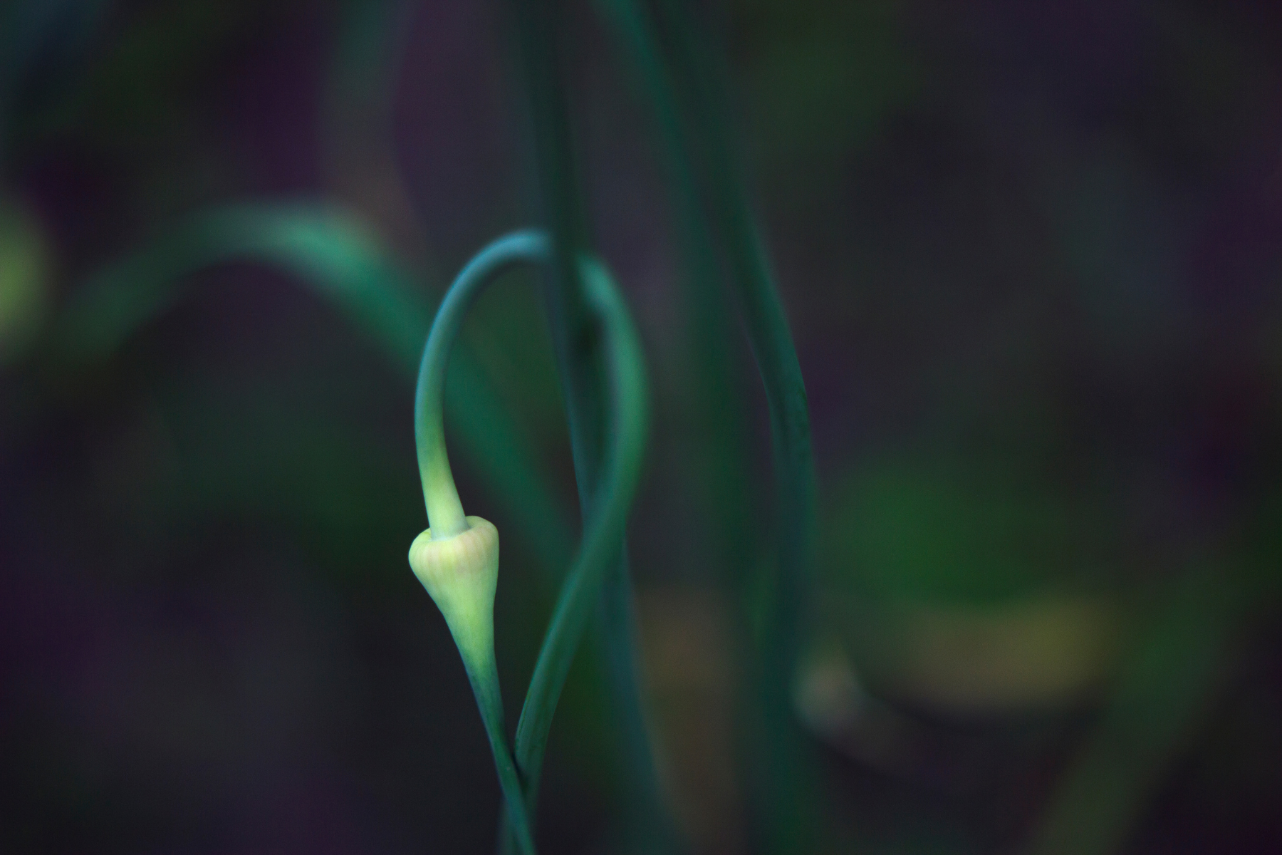 Garlic Vernalization
