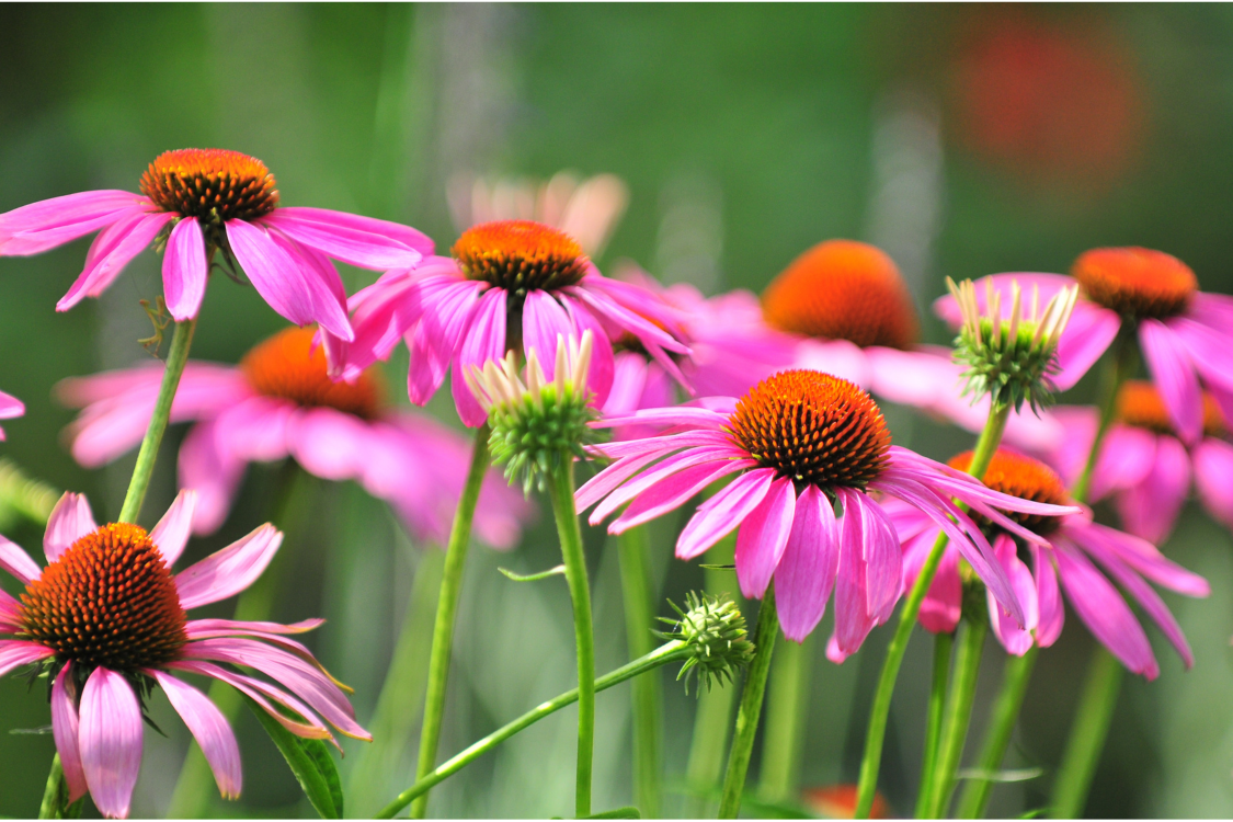How to Grow Echinacea (Purple Coneflower)