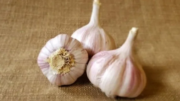 Persian Star Hardneck Garlic
