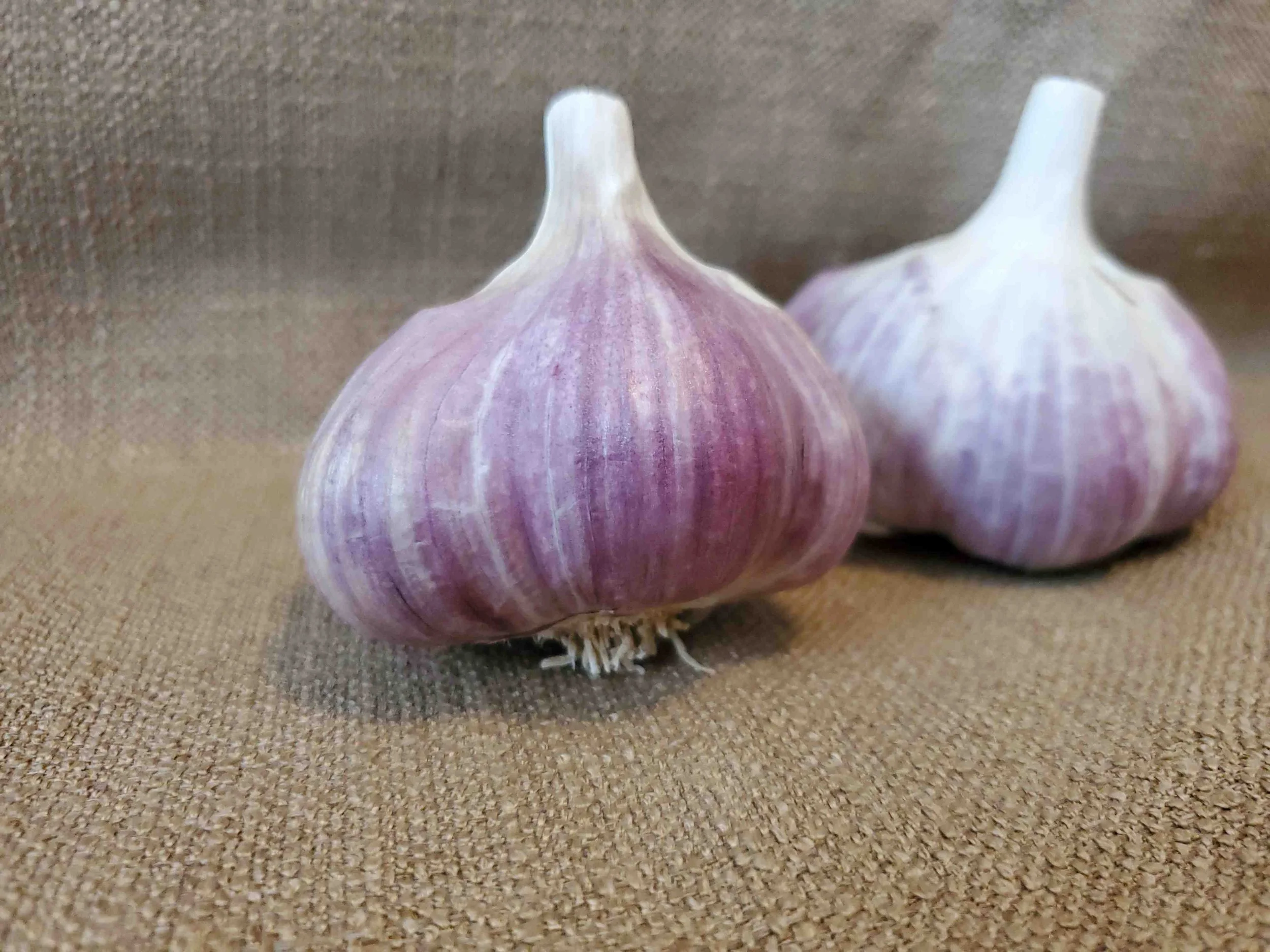 Bulk_Garlic_for_Sale_Russian.jpg
