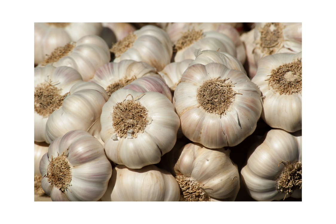 Three Tips for Growing Hardneck Garlic in the South — Southern Seed Garlic