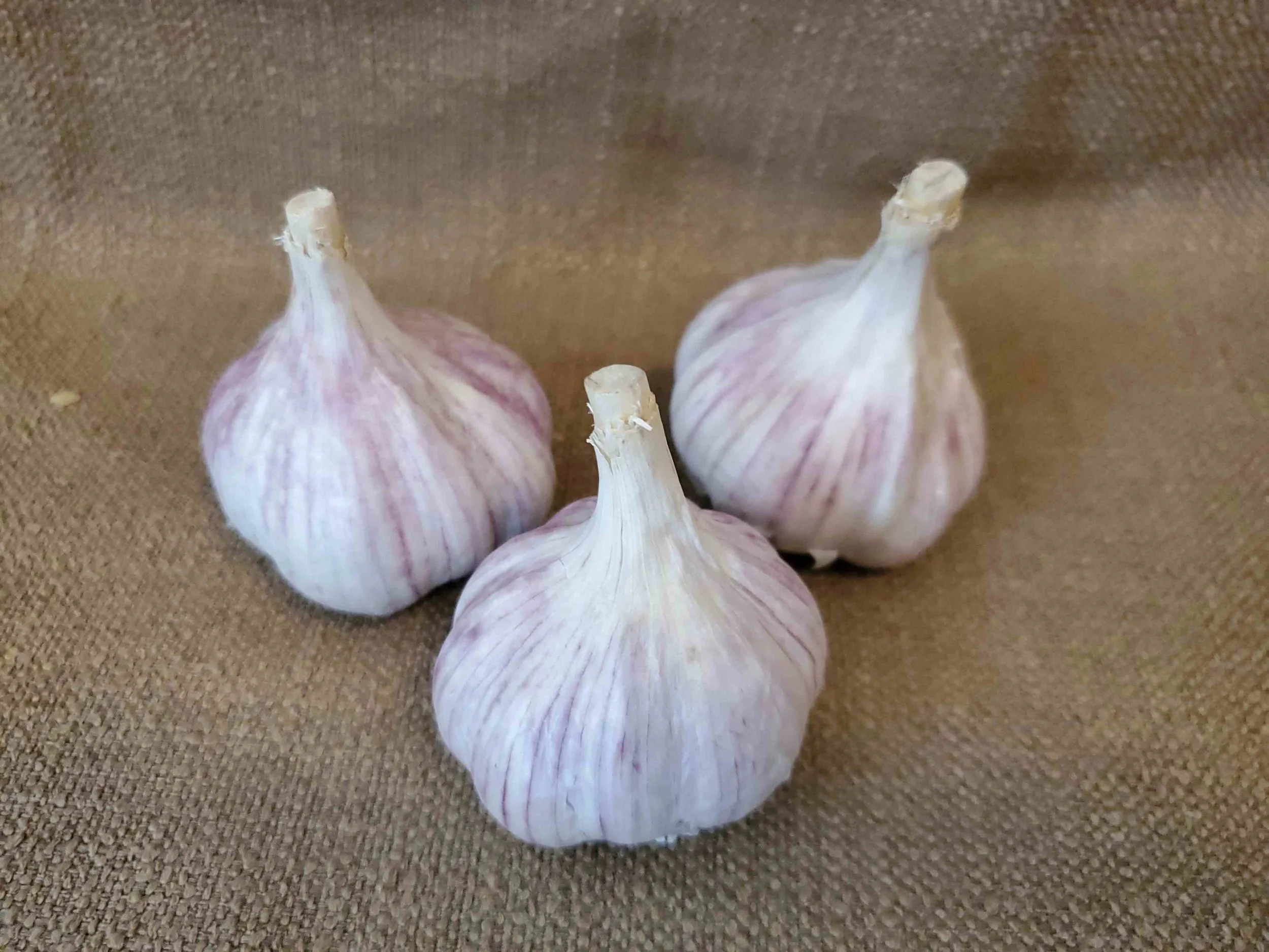 Persian_Star_Hardneck_Garlic_for_Sale.jpg