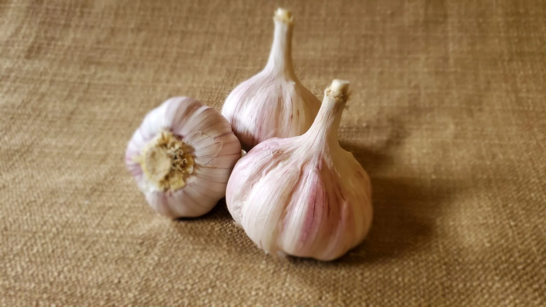 Duganski Hardneck Garlic