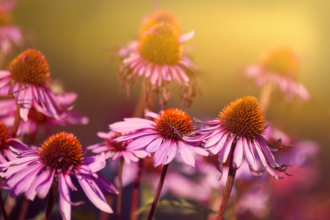 How_to_Grow_Echinacea