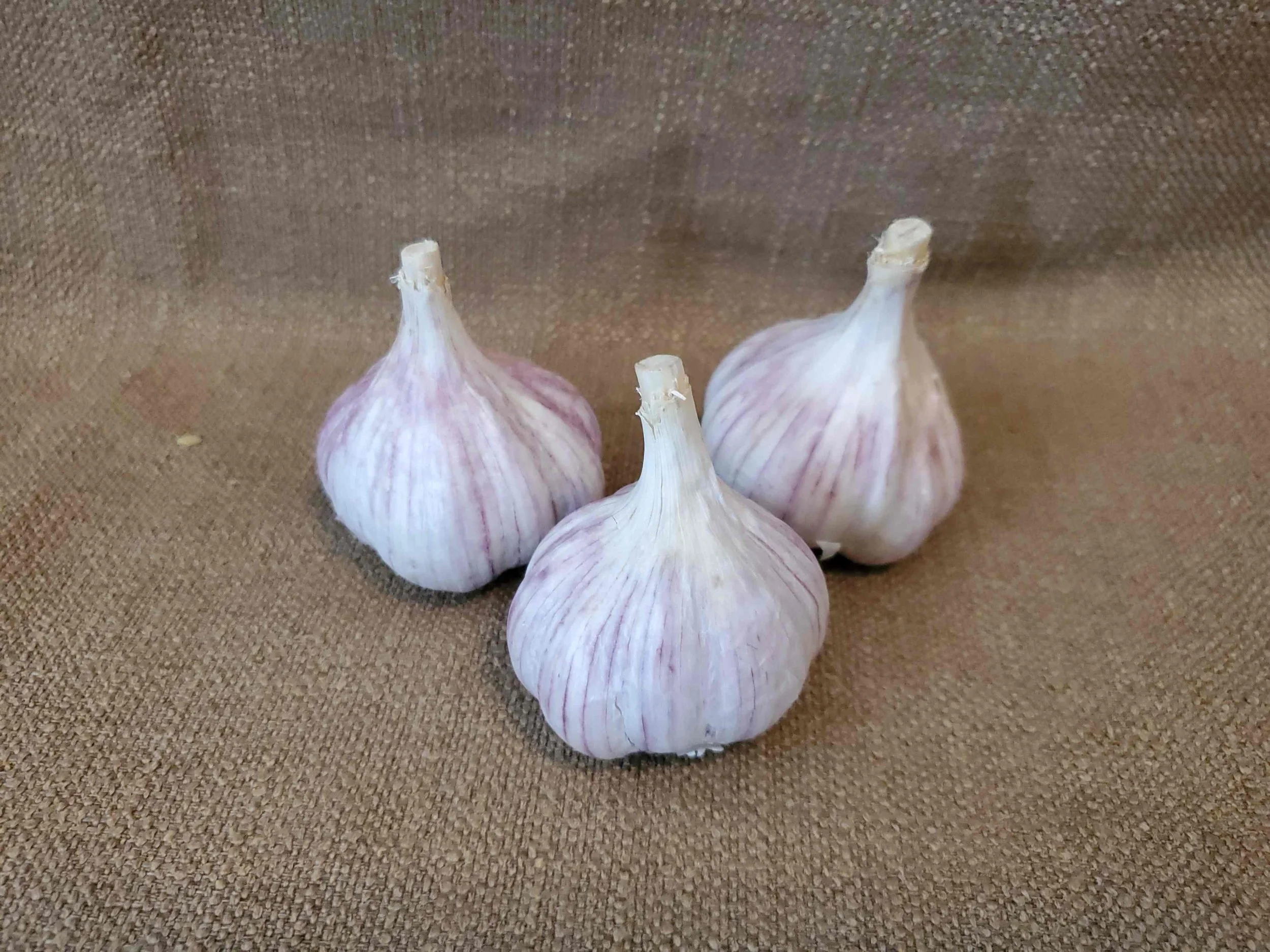Persian_Star_Garlic_for_Sale.jpg