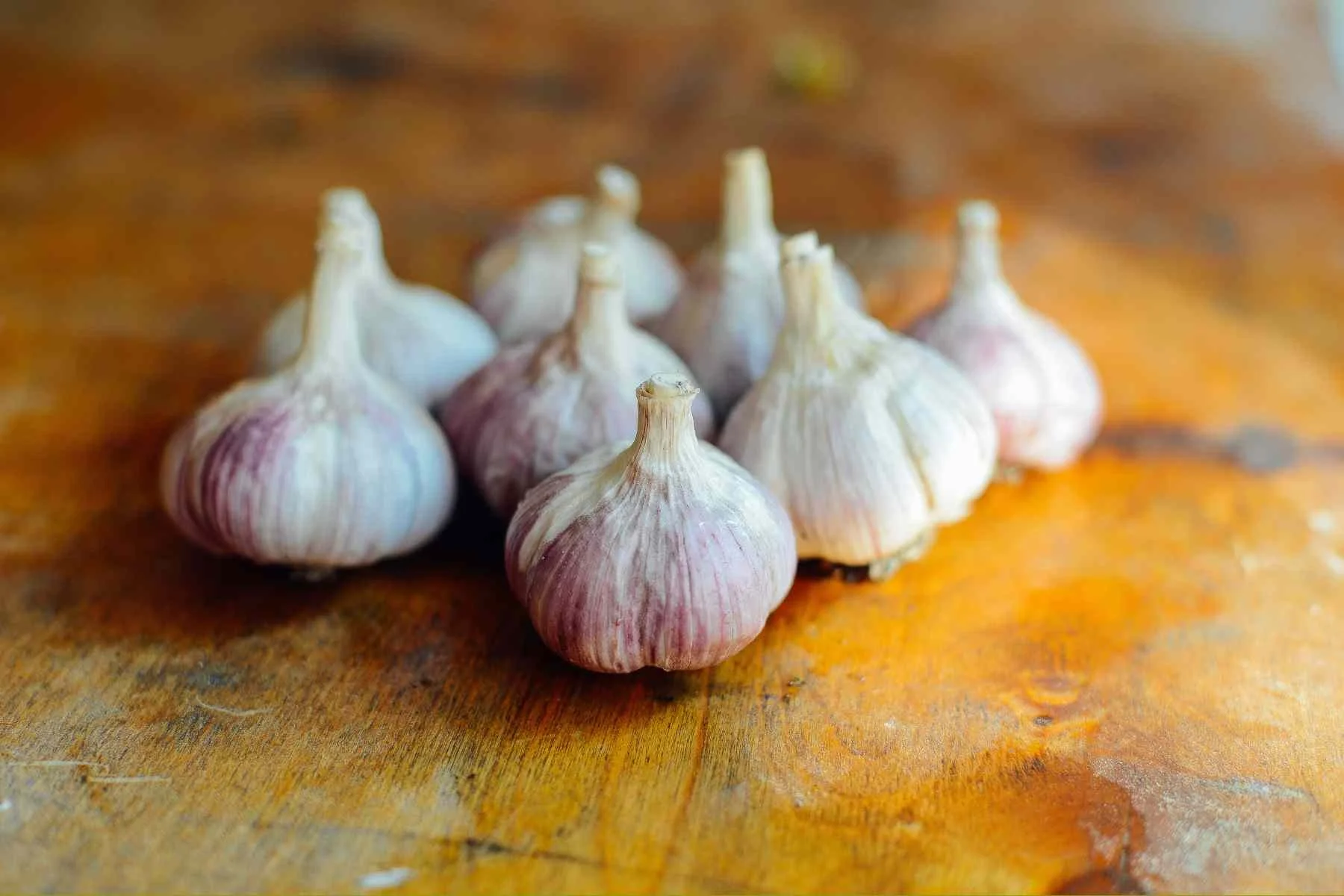Persian Star Hardneck Garlic