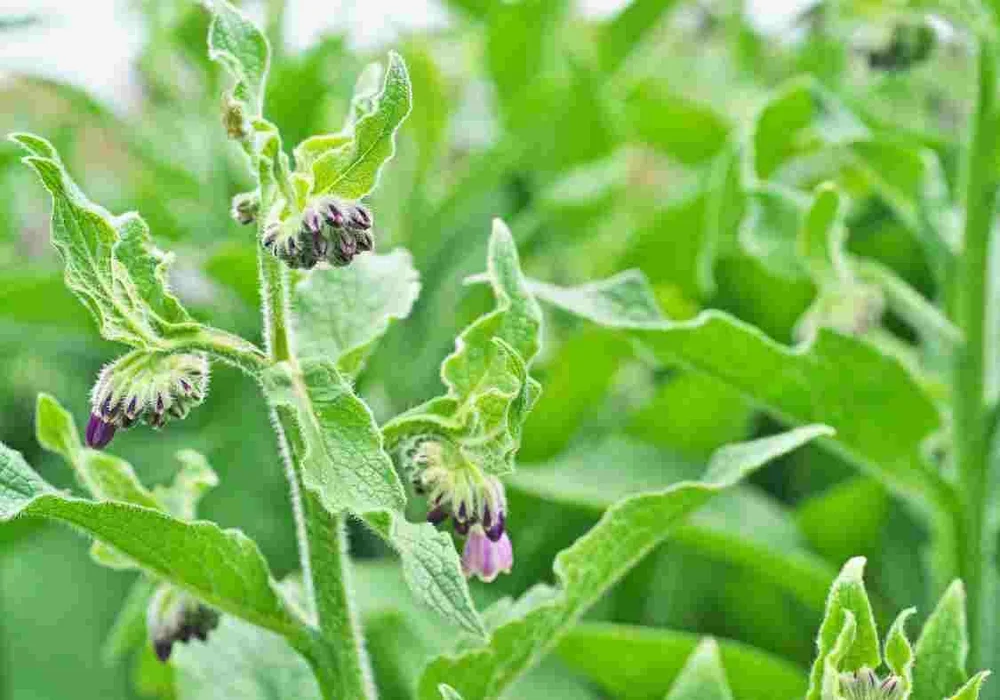 Three Tips for Growing Comfrey in the South — Southern Seed Garlic