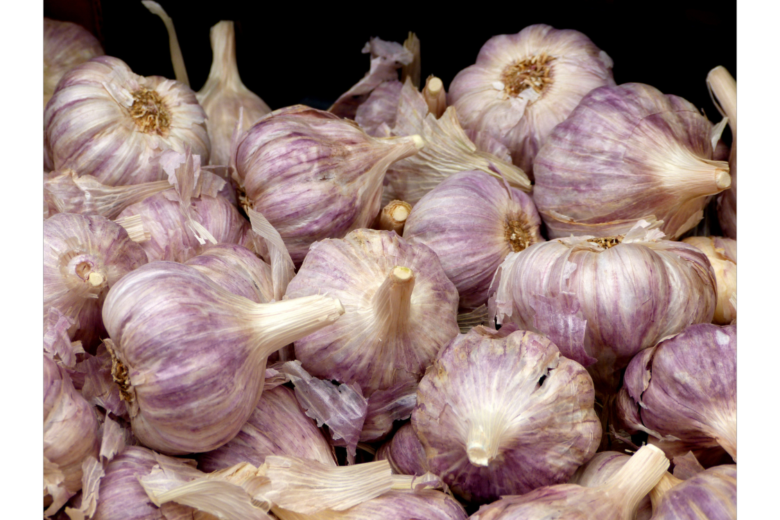 Early Italian Softeneck Seed Garlic for Sale — Southern Seed Garlic