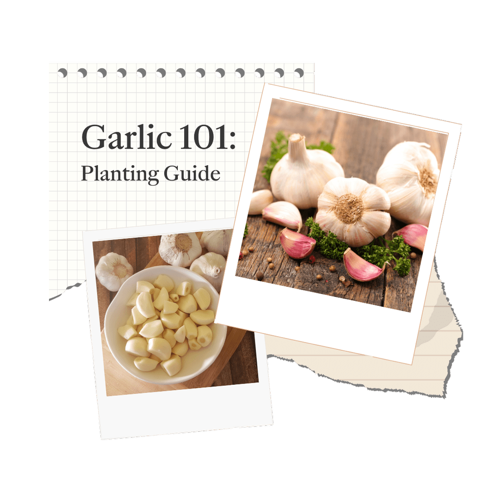 Southern Seed Garlic