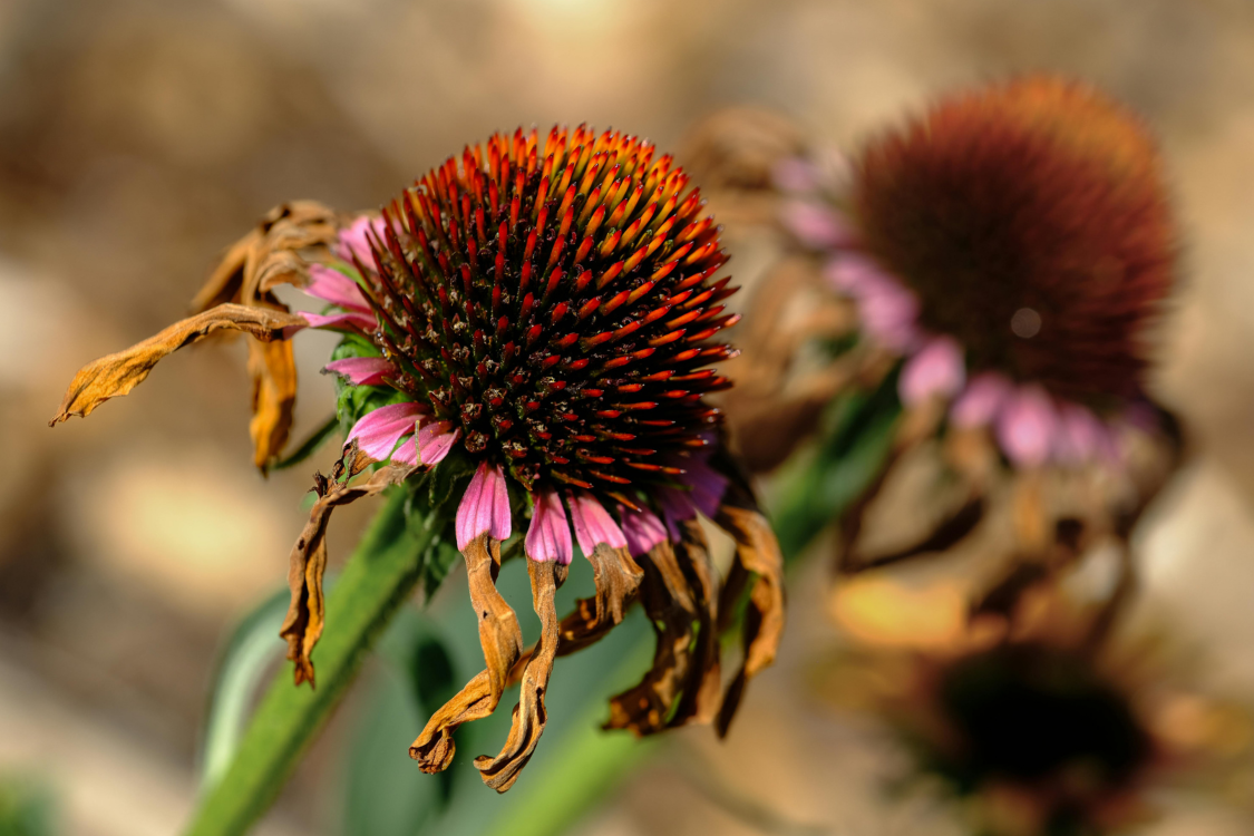 How to harvest purple coneflower