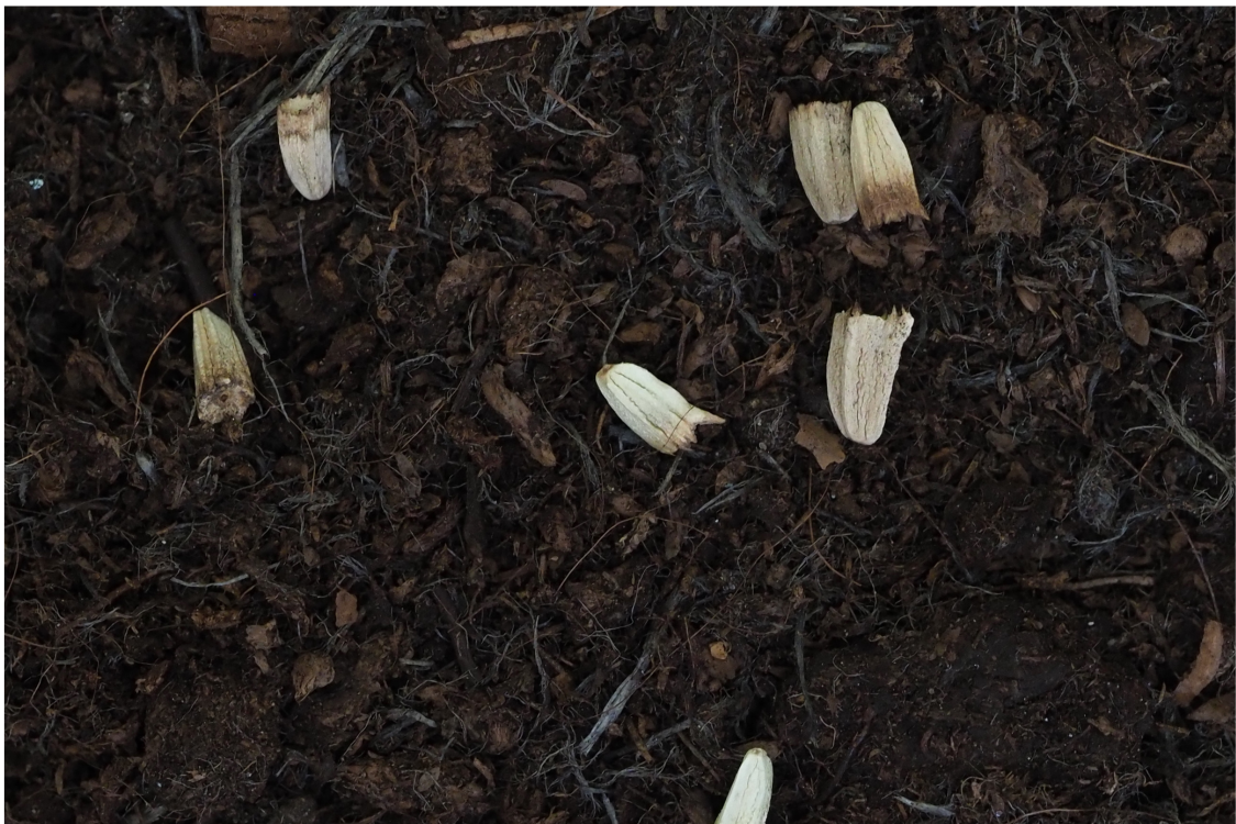 Seed starting Echinacea Purpurea (purple coneflower)