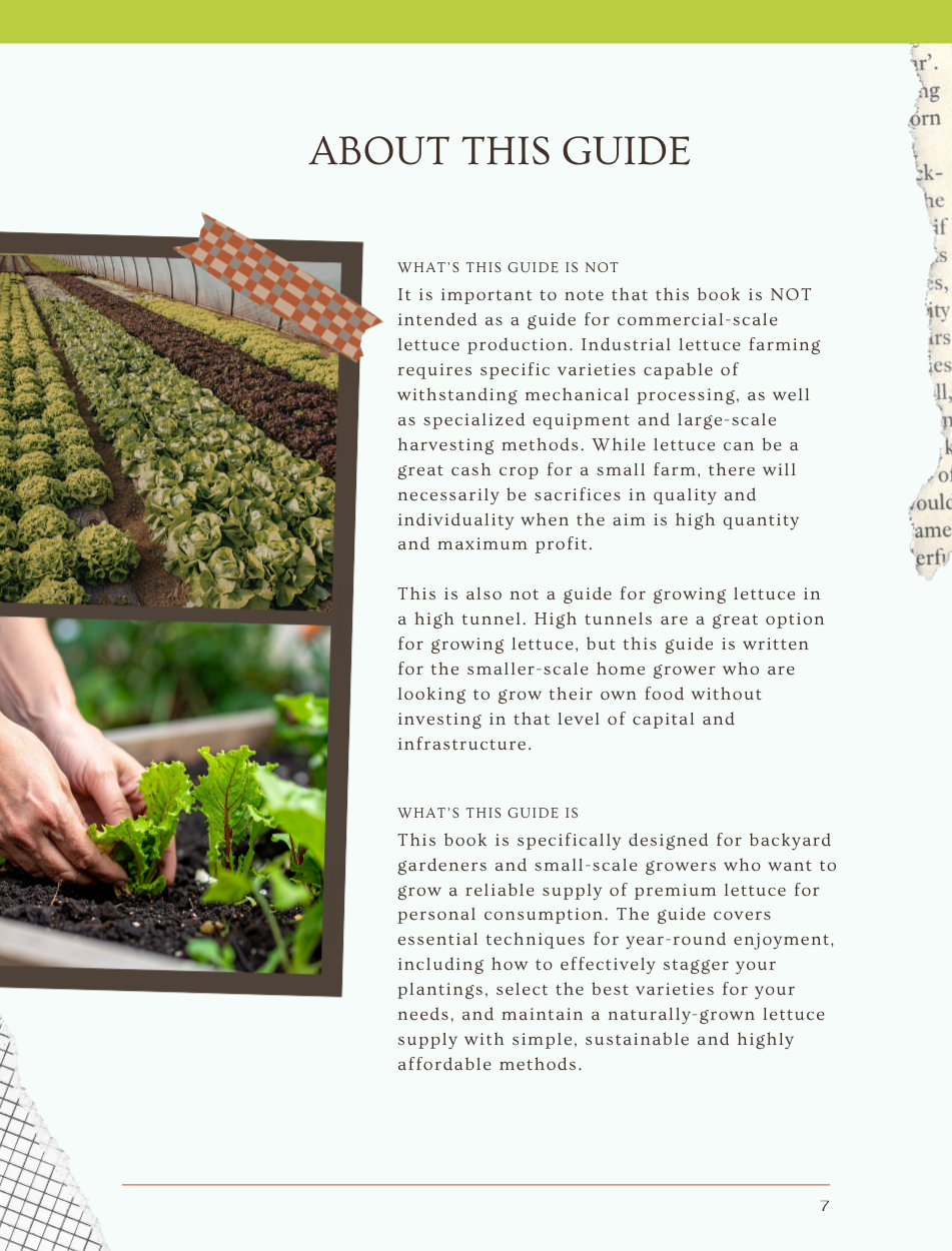 Homesteader's Guide to Lettuce(4).png