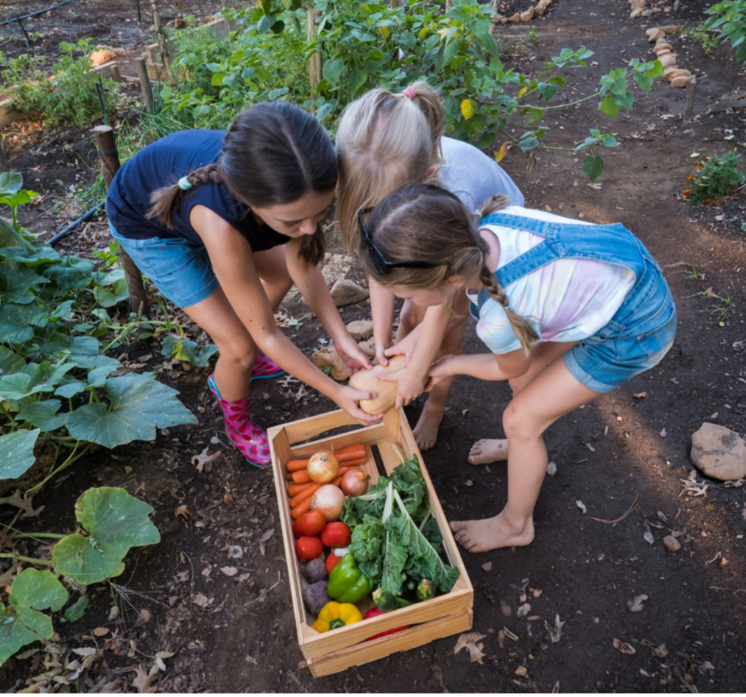 The Learning Farm — Southern Seed Garlic