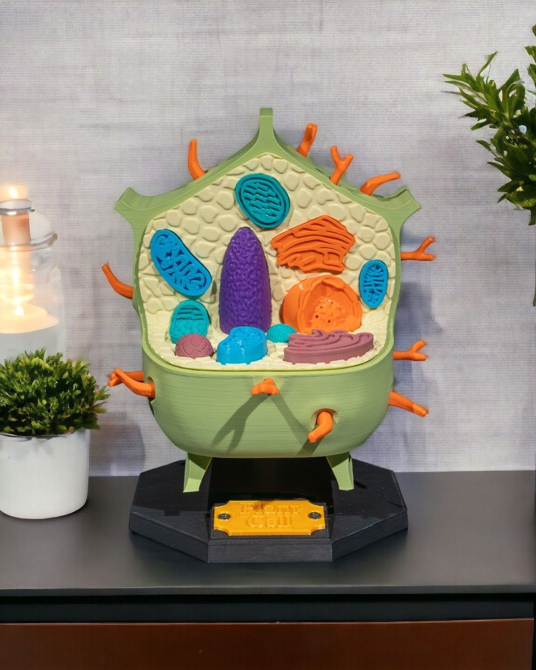 Plant_Cell_1_Photoroom_1_6354493571.jpg