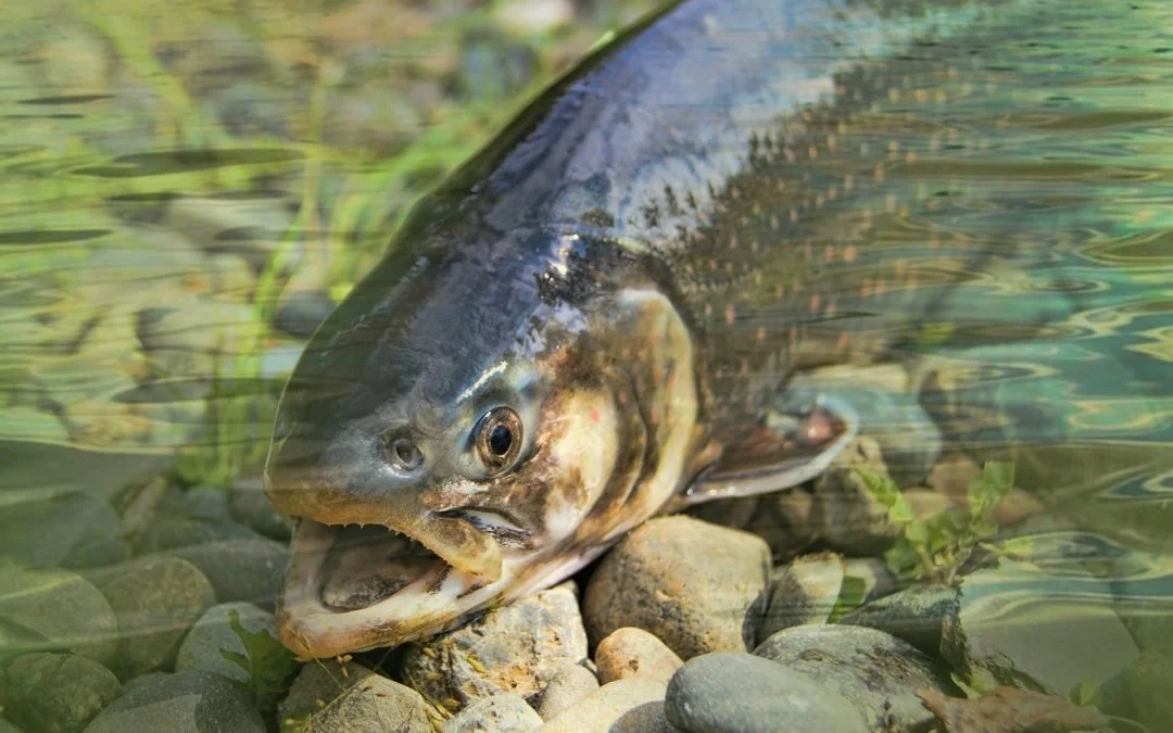 Salmon Poisoning in Dogs