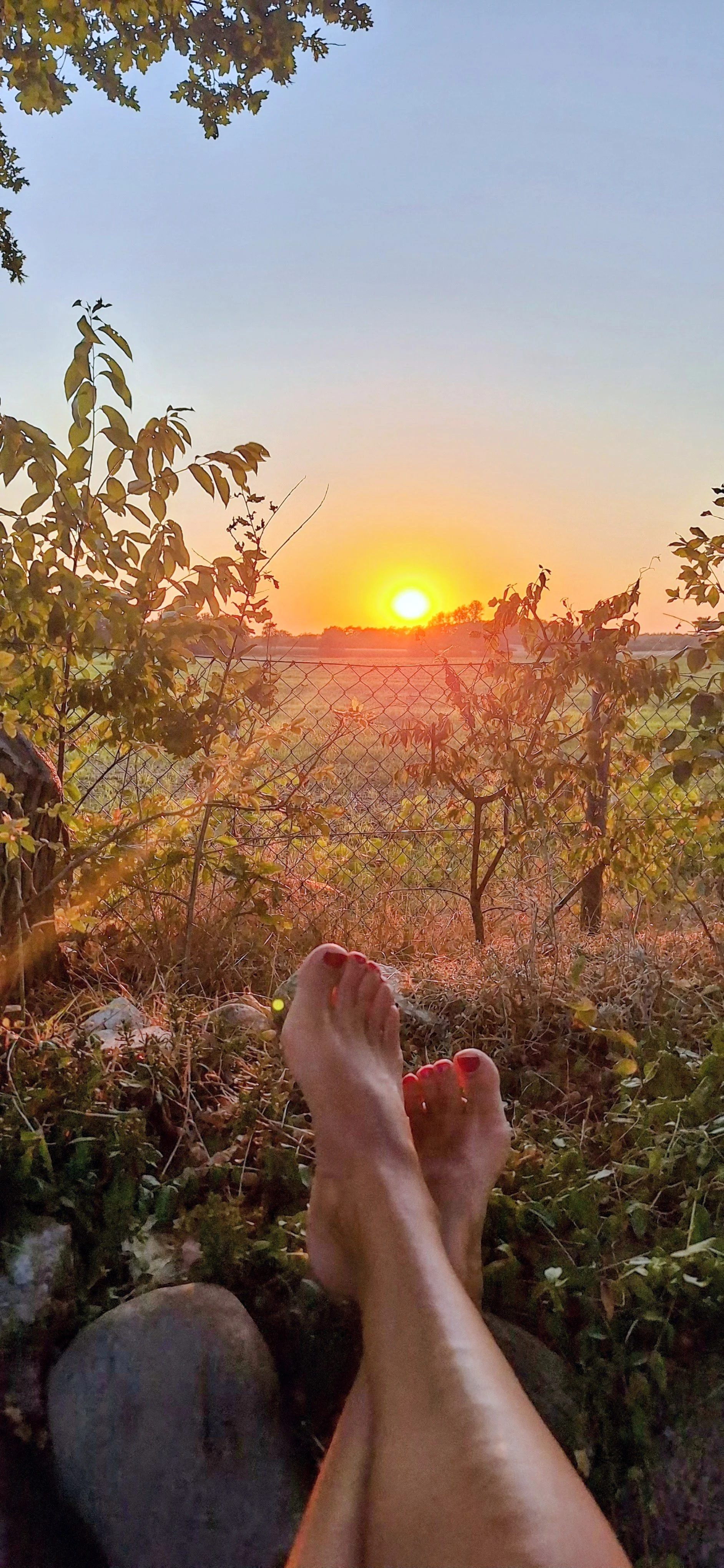 Füße mit roten Nägeln im Vordergrund, Blick auf einen Sonnenuntergang hinter einer Weinrebe und einem Zaun, im Freien im ländlichen Bereich.