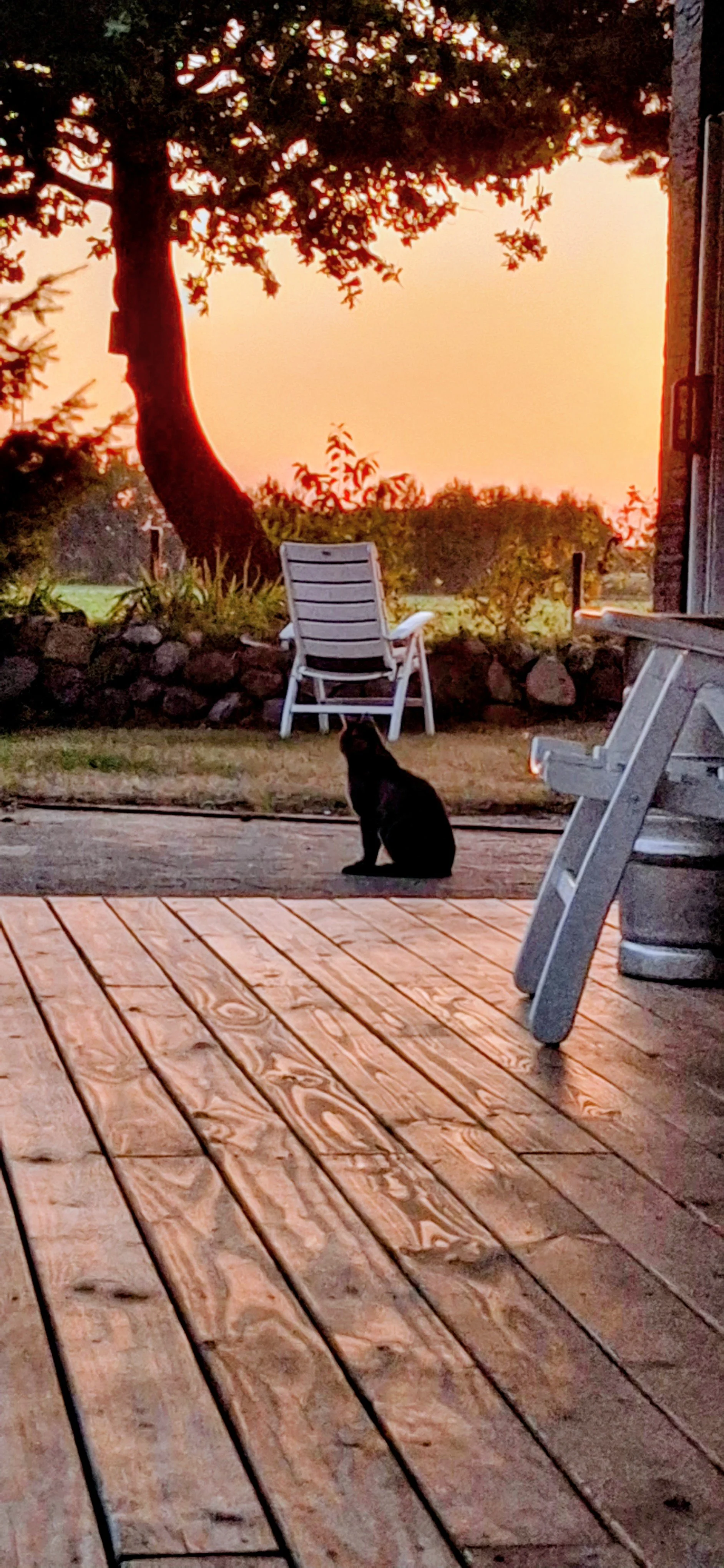 Ein ländlicher Garten bei Sonnenuntergang mit einem Baum, einem weißen Gartenstuhl, einer schwarzen Katze, einer Terrasse mit Holzdielen, und einem Friesenwall.