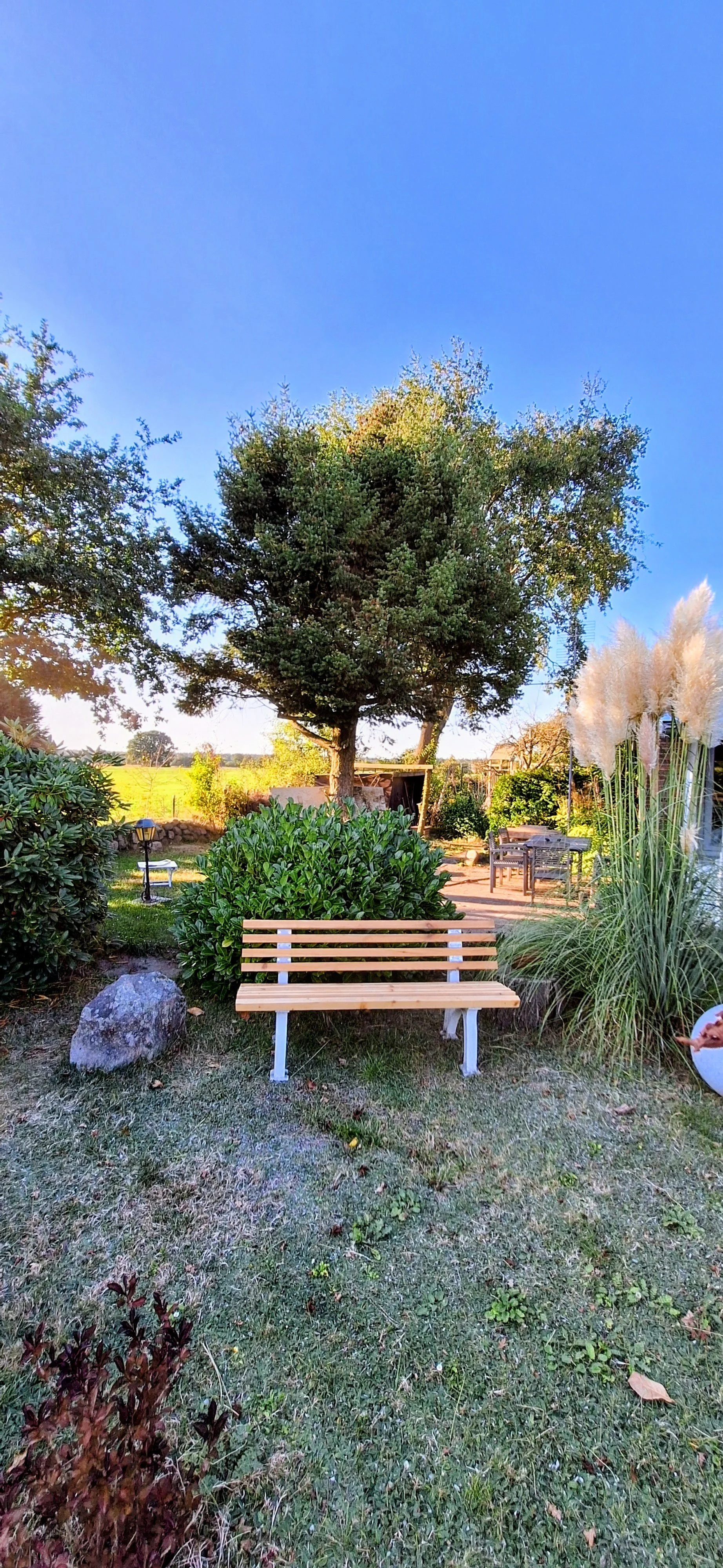 Ein Garten mit einer Holzbank vor einem großen Baum, umgeben von Buschrosen und hohen Gräsern, an einem sonnigen Tag mit klarem blauen Himmel.