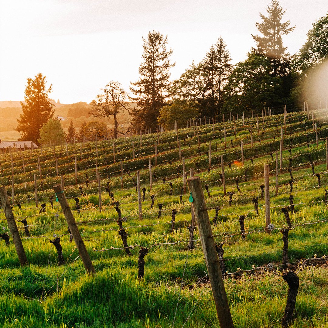 sonoma_5.jpg
