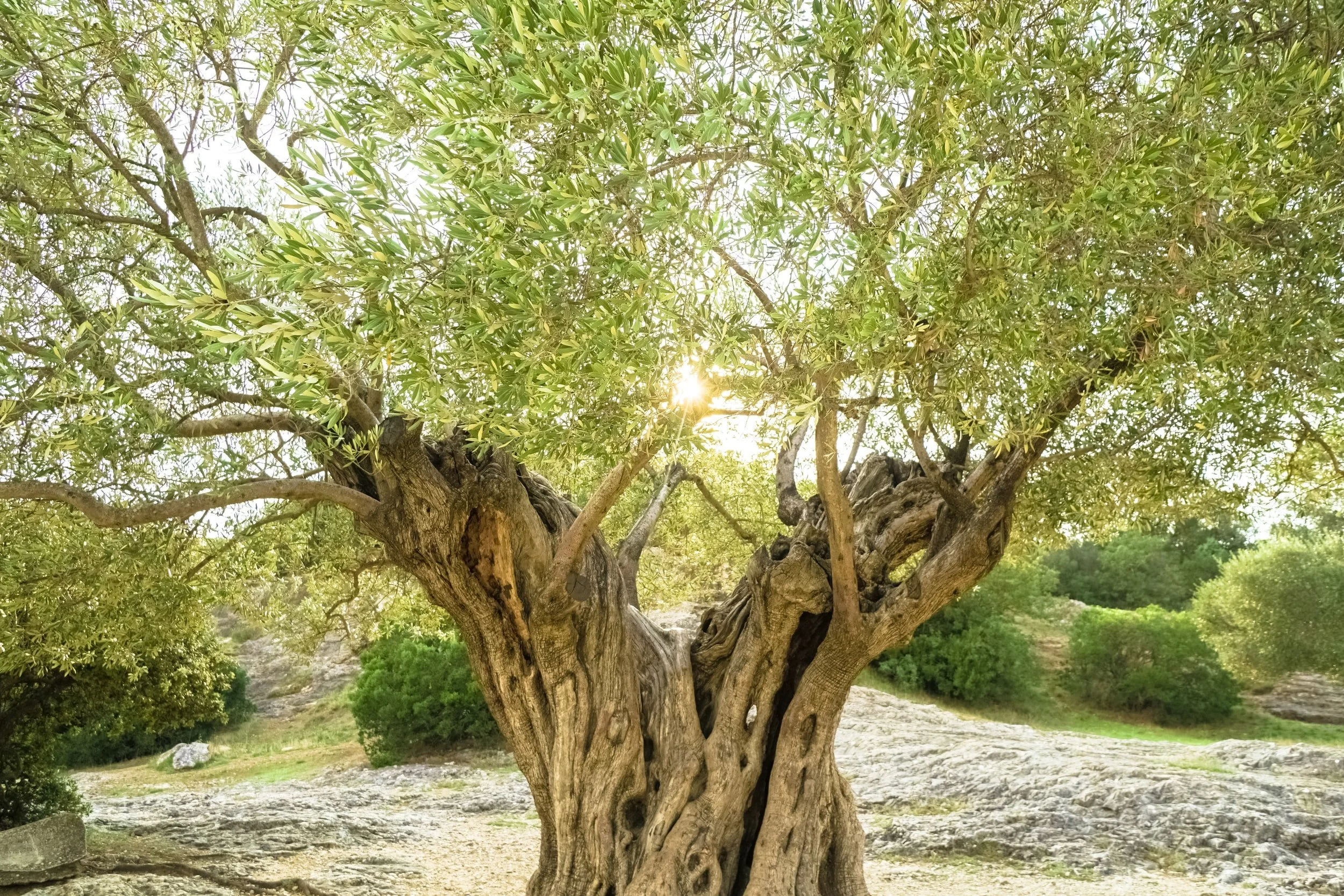 Olive Leaf Family Therapy