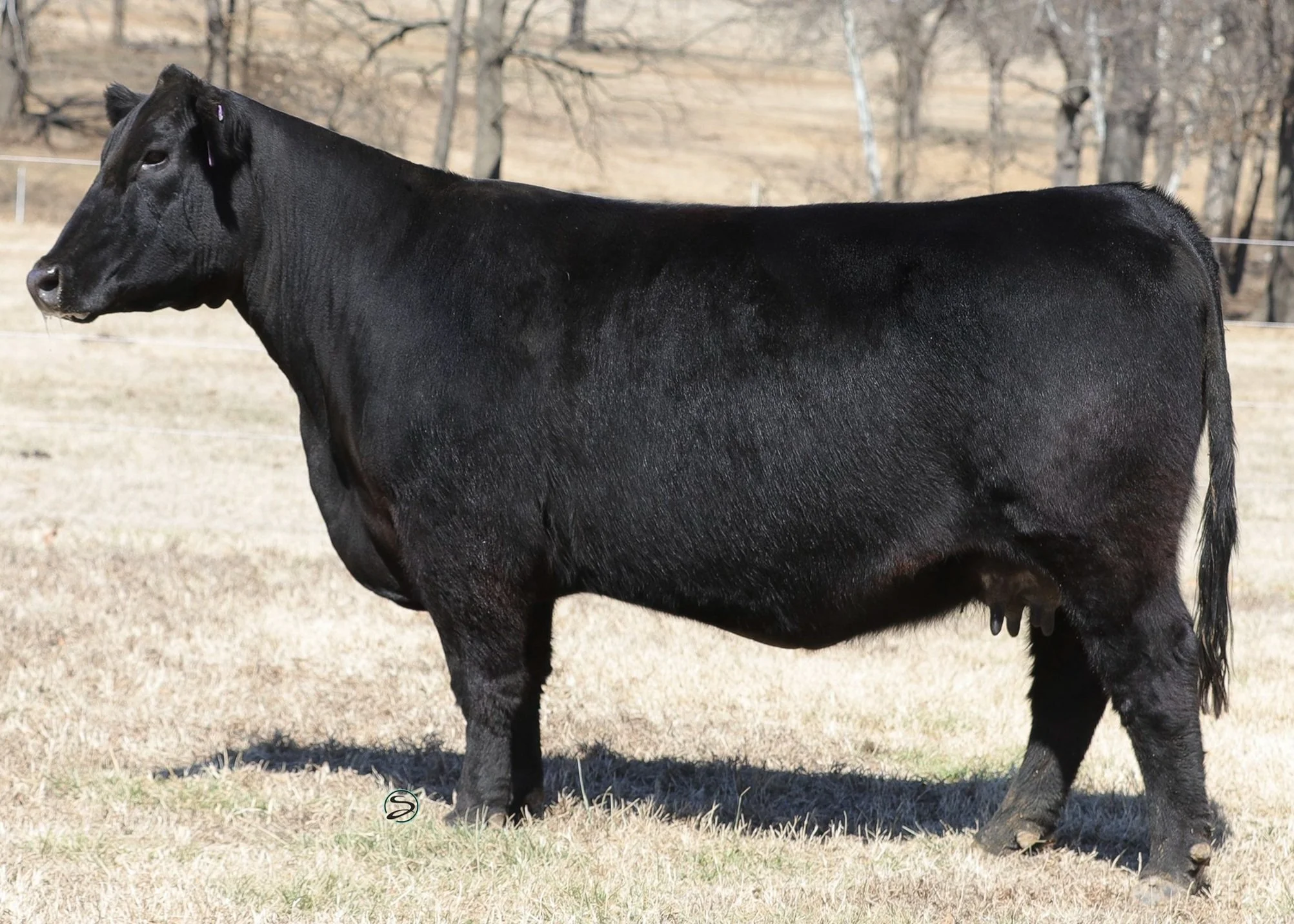 Services 1 — MASSIE CATTLE COMPANY