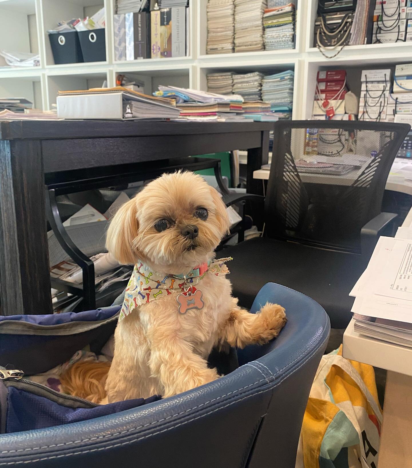 Everyone meet Holly! The occasional office pup that comes in to help🐶How cute is she? 

#officeanimals #officepup #erinblosserallen #interiordesign #workmotivation #designsarasota