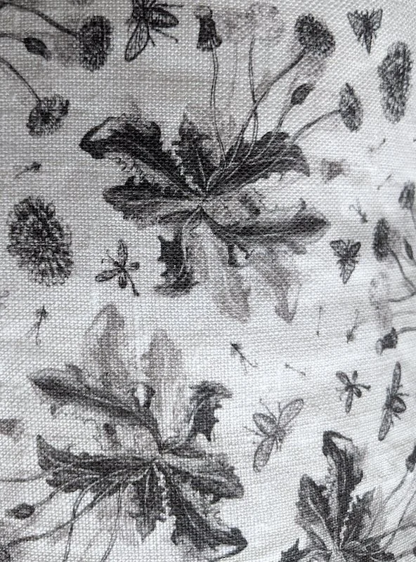 Dandelion detail