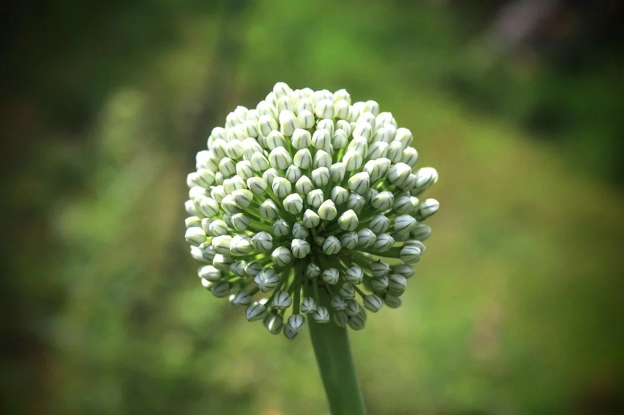 Sister Timeline Brings New Earth