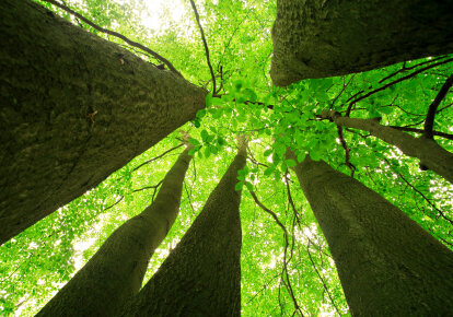 Trees looking up.jpeg