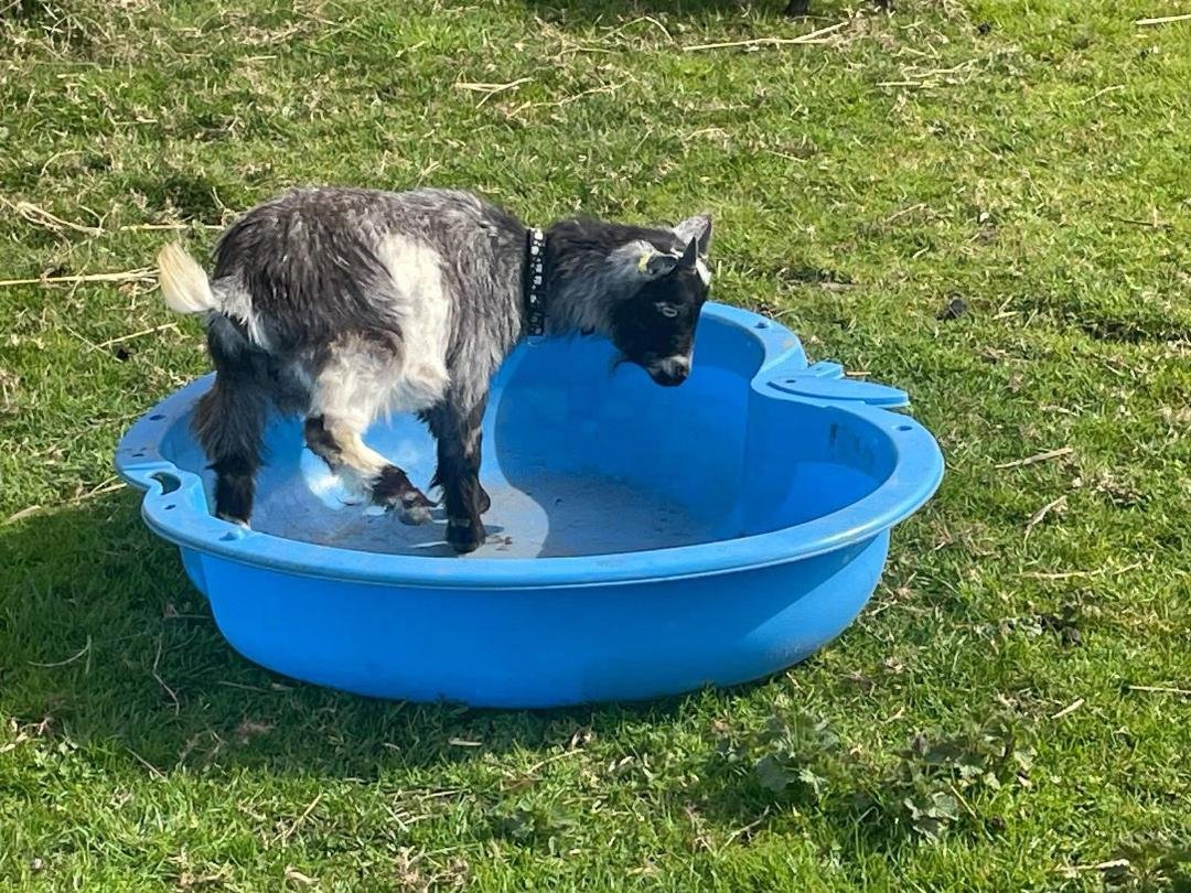 goat in bath.jpg