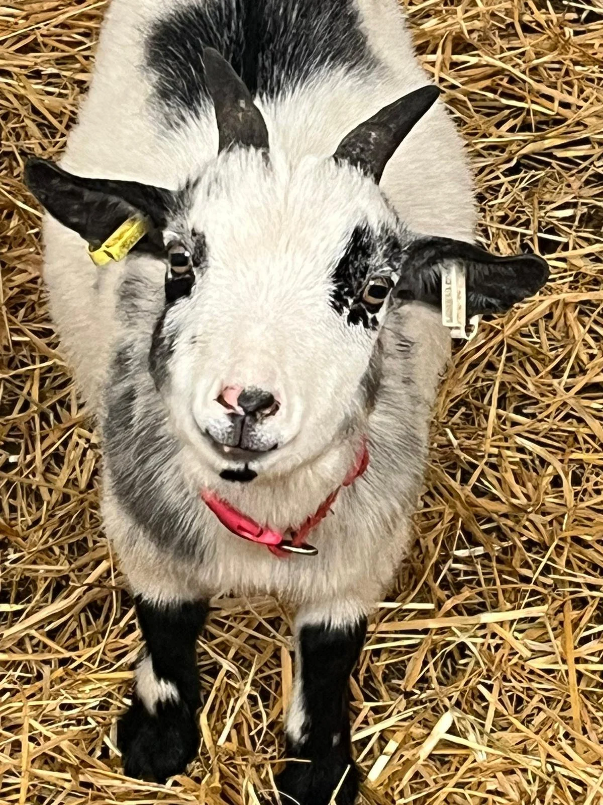 goat 4.jpg