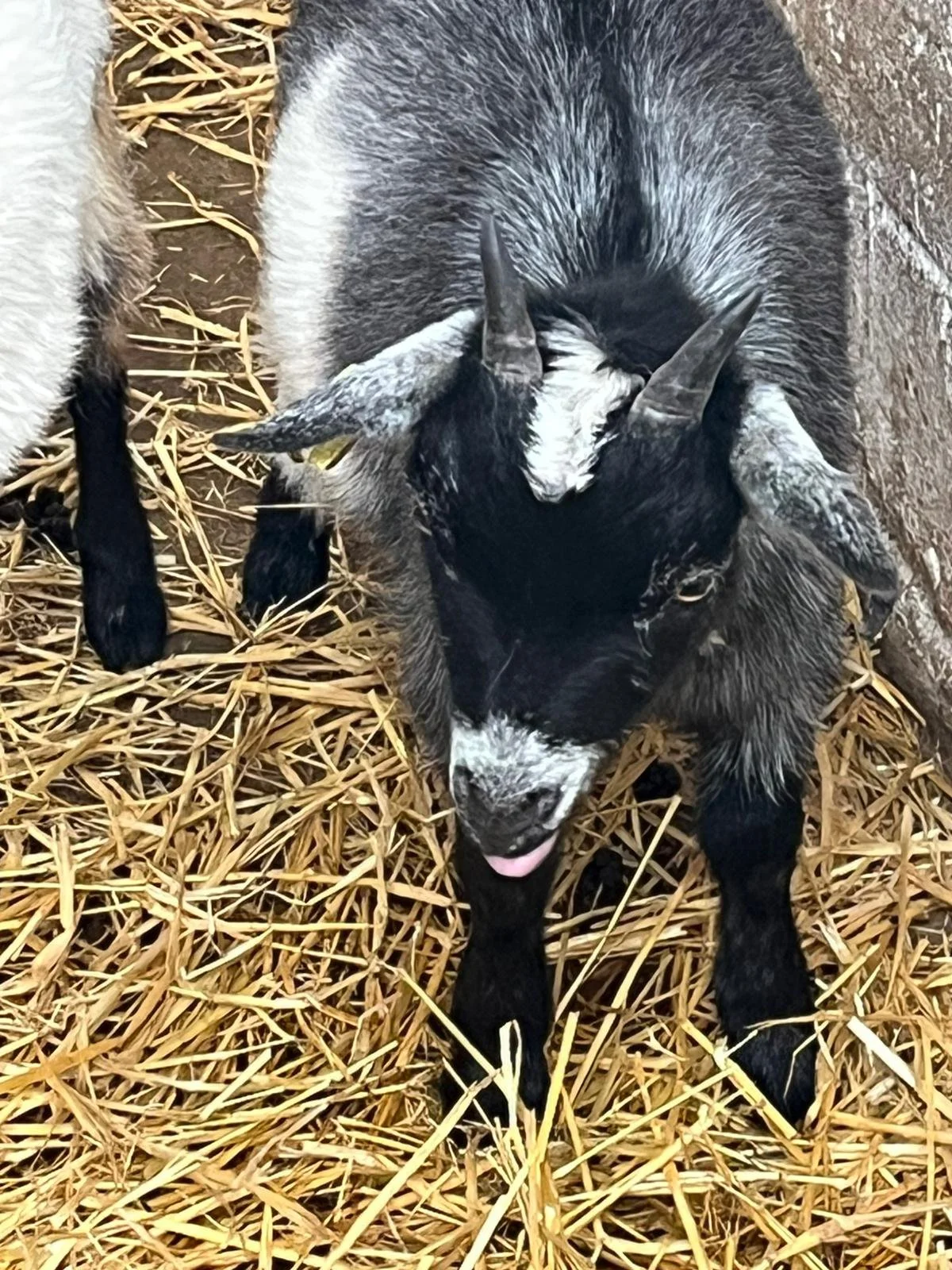 goat 6#.jpg