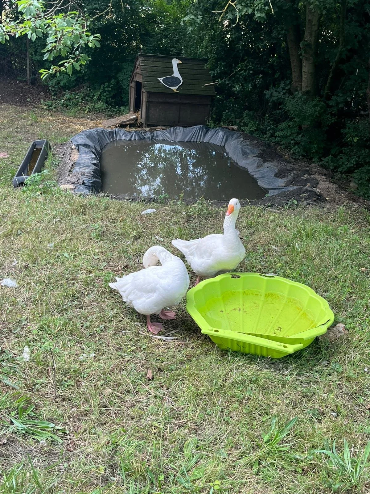 geese.jpg
