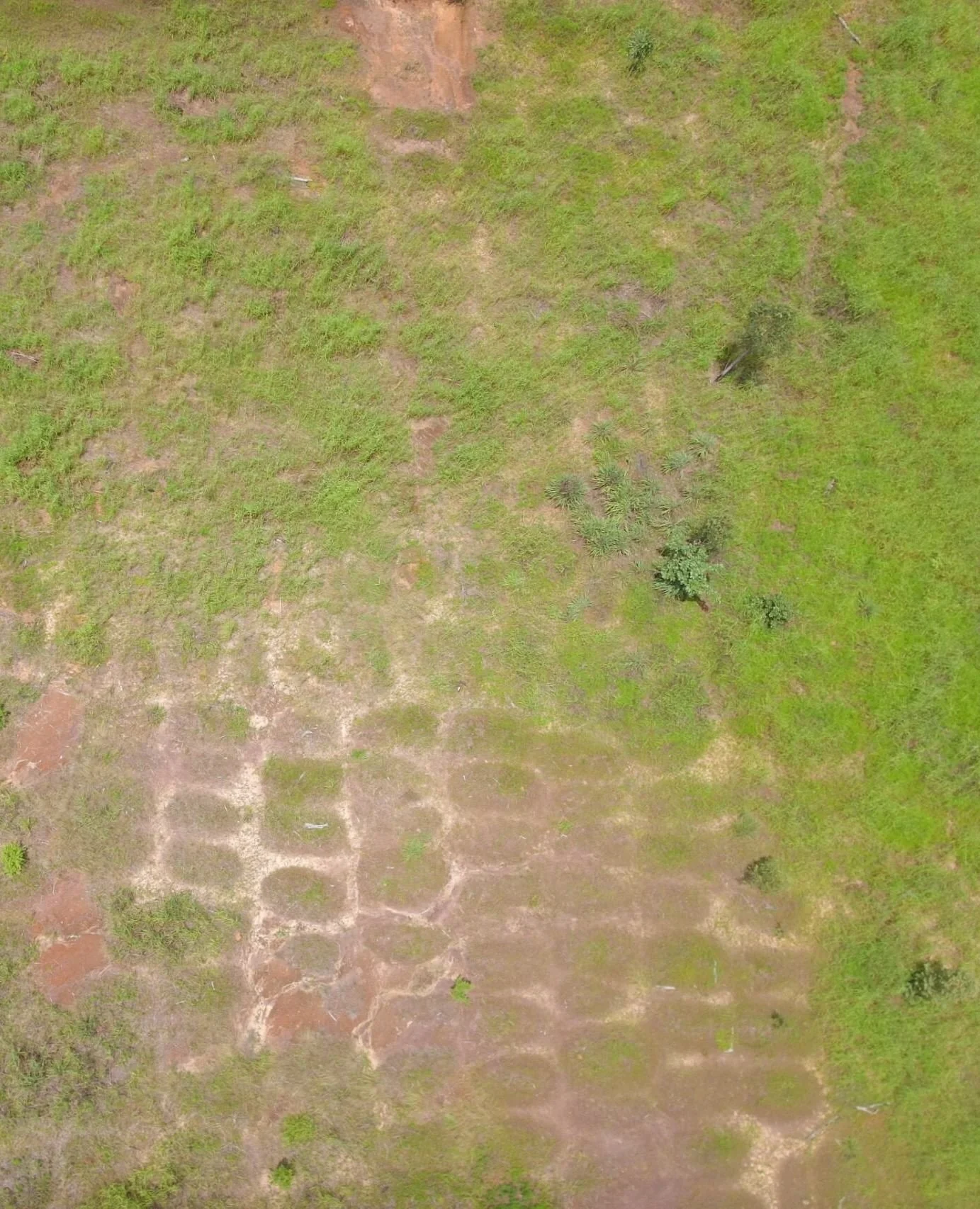 Can you count how much gamba grass is in this image?⁠
⁠
NACAS researchers are trying to find better ways to detect invasive species like gamba grass using drones and Artificial Intelligence. By combining these technologies we can spend more time surv