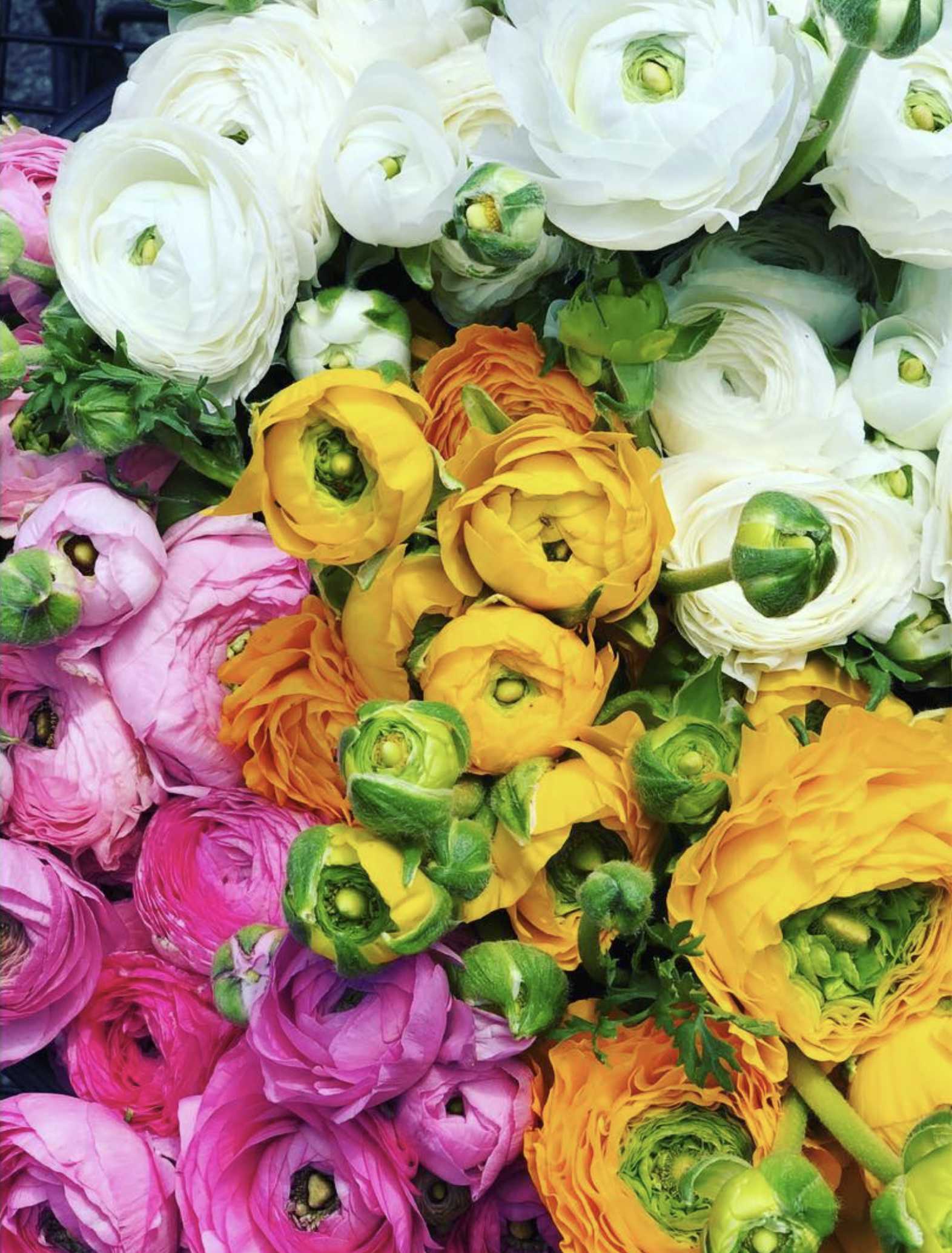 Screenshot 2024-05-29 at 1.08.16 PM.png