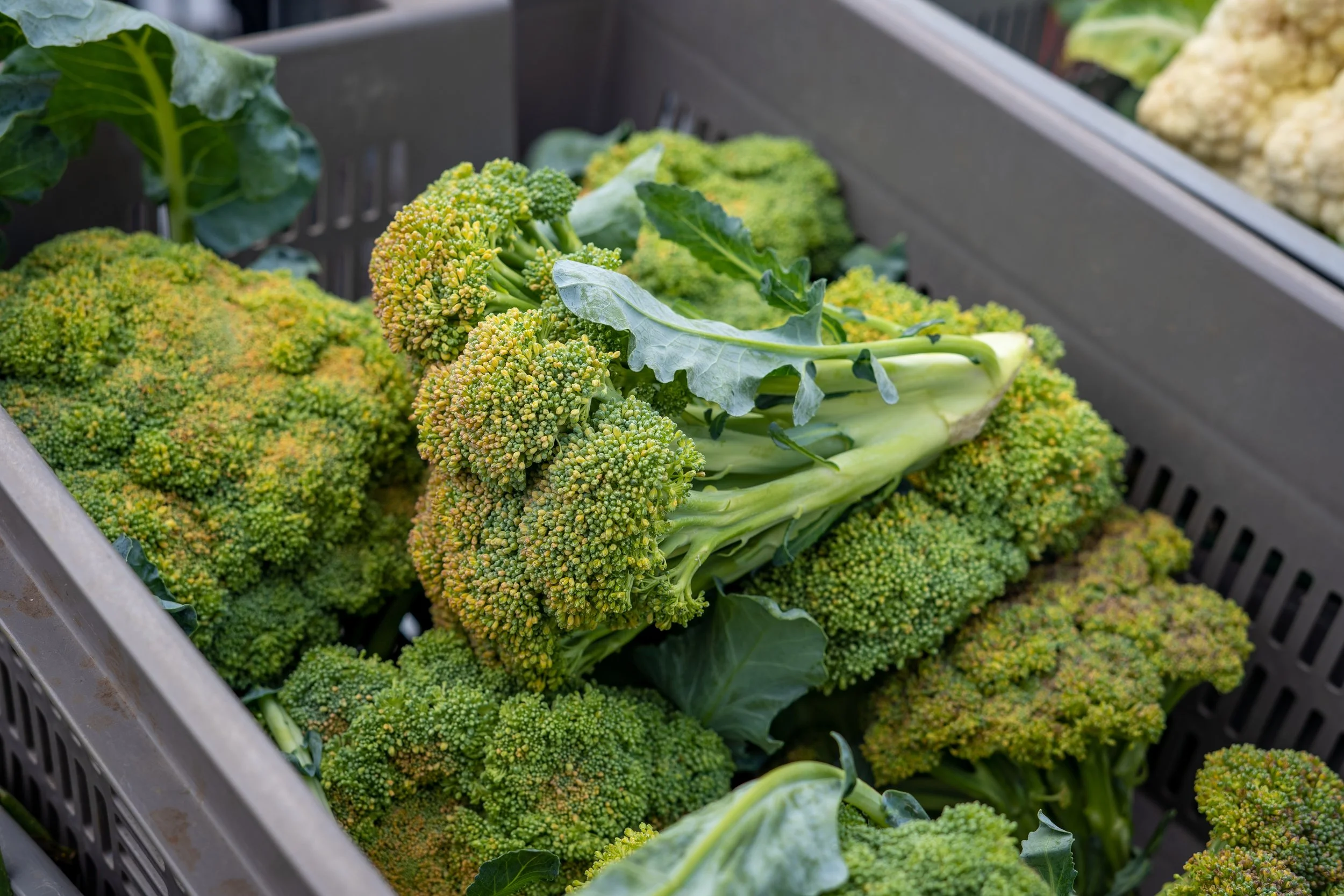 What's in Season? — Sturgeon Bay Farmers Market