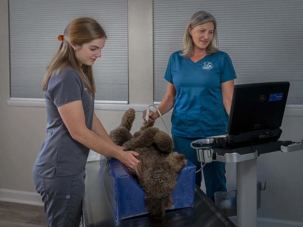 Veterinarians — Appalachian Veterinary Ultrasound
