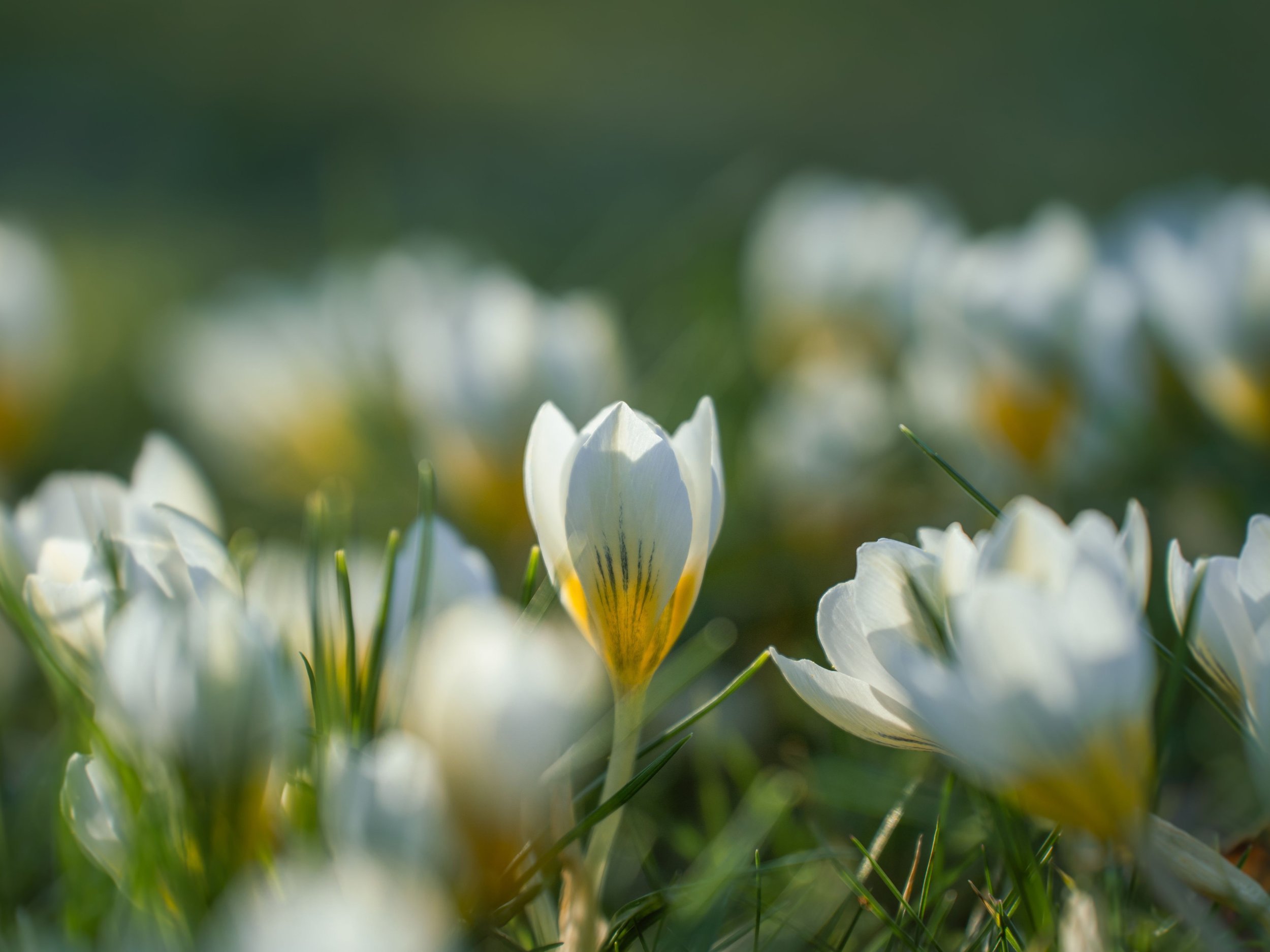 🌿 Spring in the Catskills: A Cozy Guide to the Season of Renewal